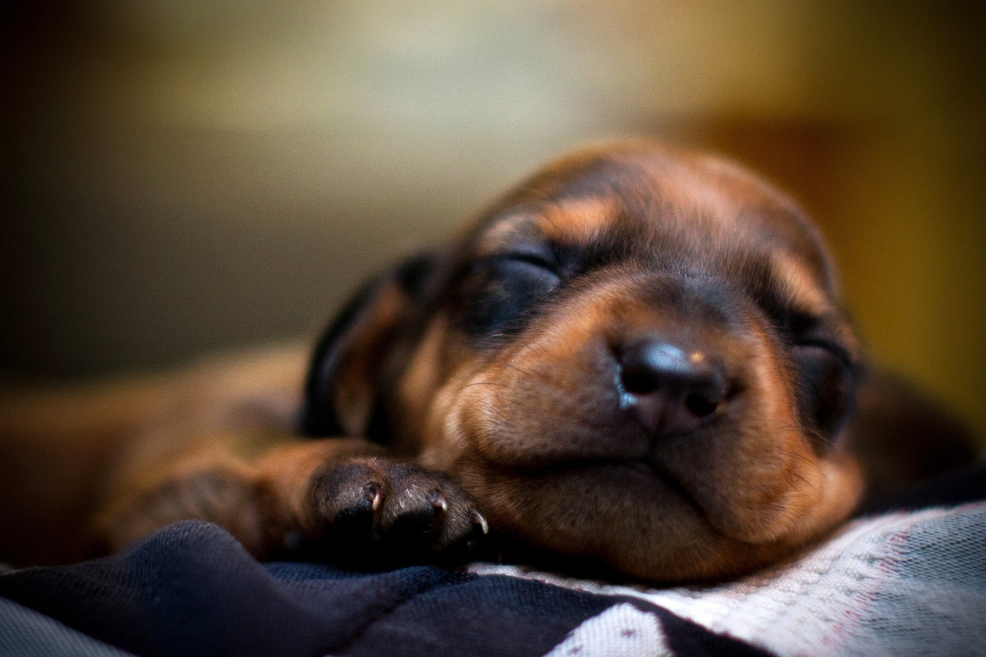 dog dog puppy muzzle sleeping sleep