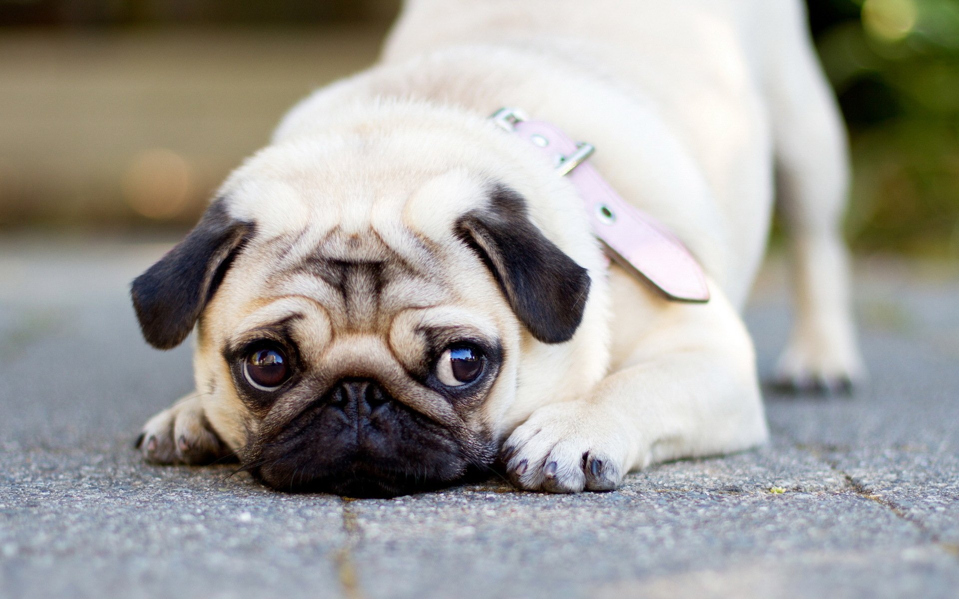 hund blick hintergrund