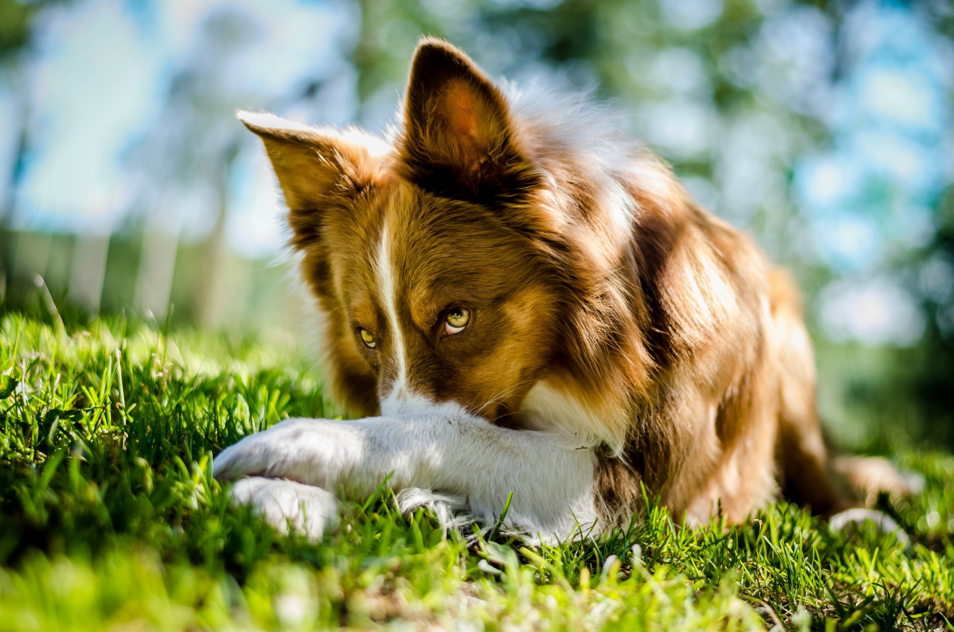 collie border collie chien se trouve vue herbe