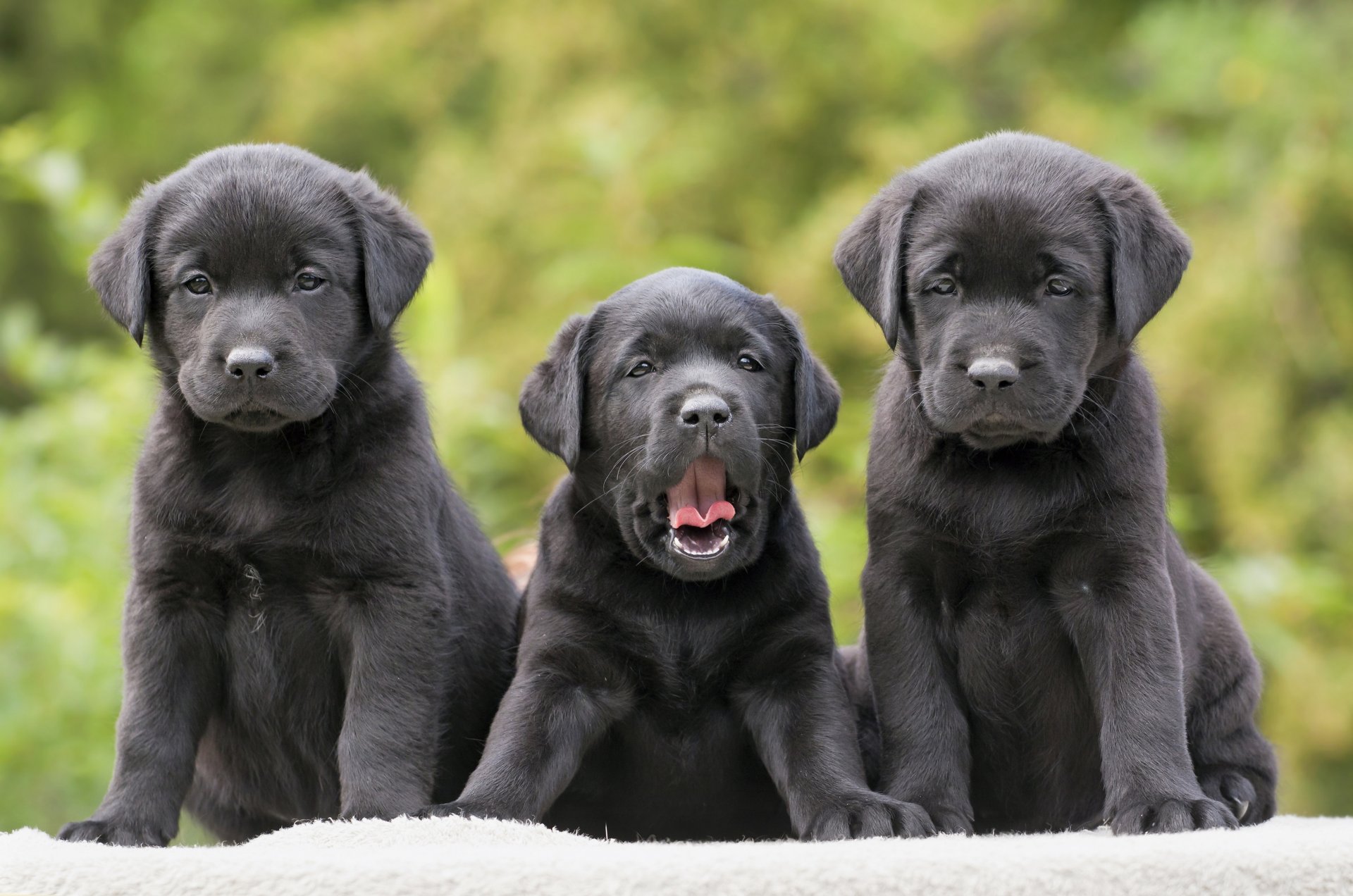 cani cuccioli trinità trio