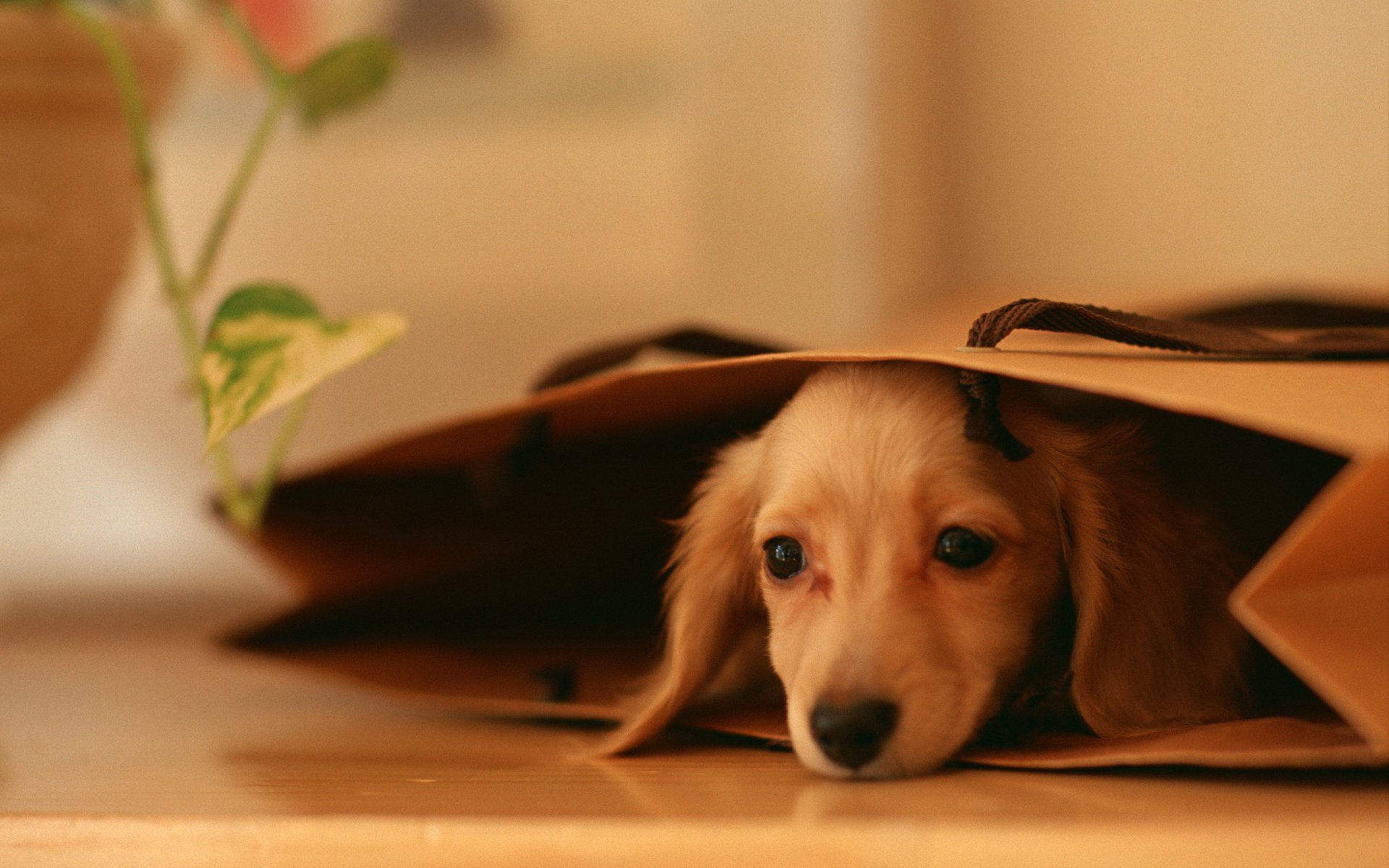 hund hund welpe liegt augen blick paket