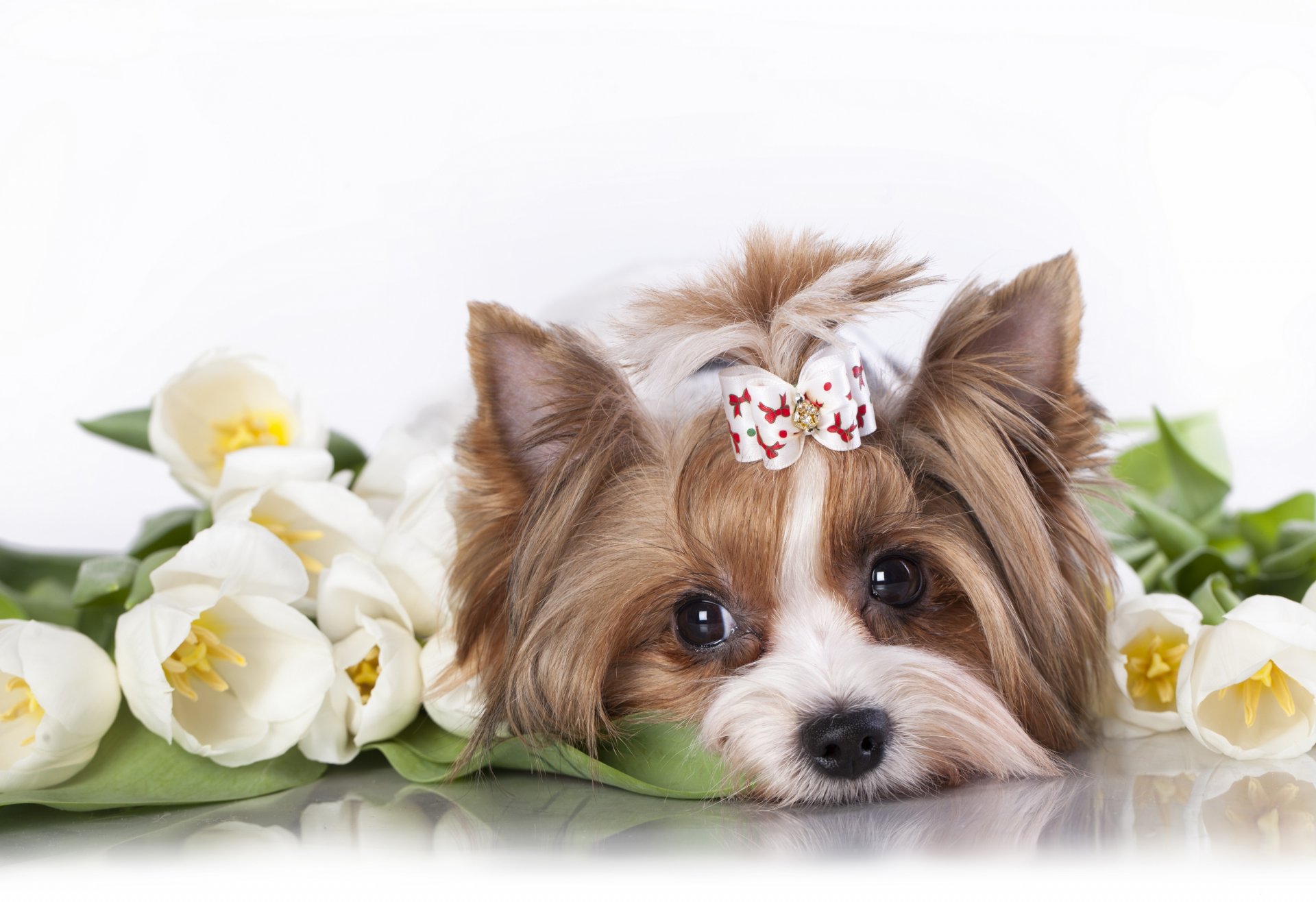 yorkshire terrier dog tulips flower snout bow