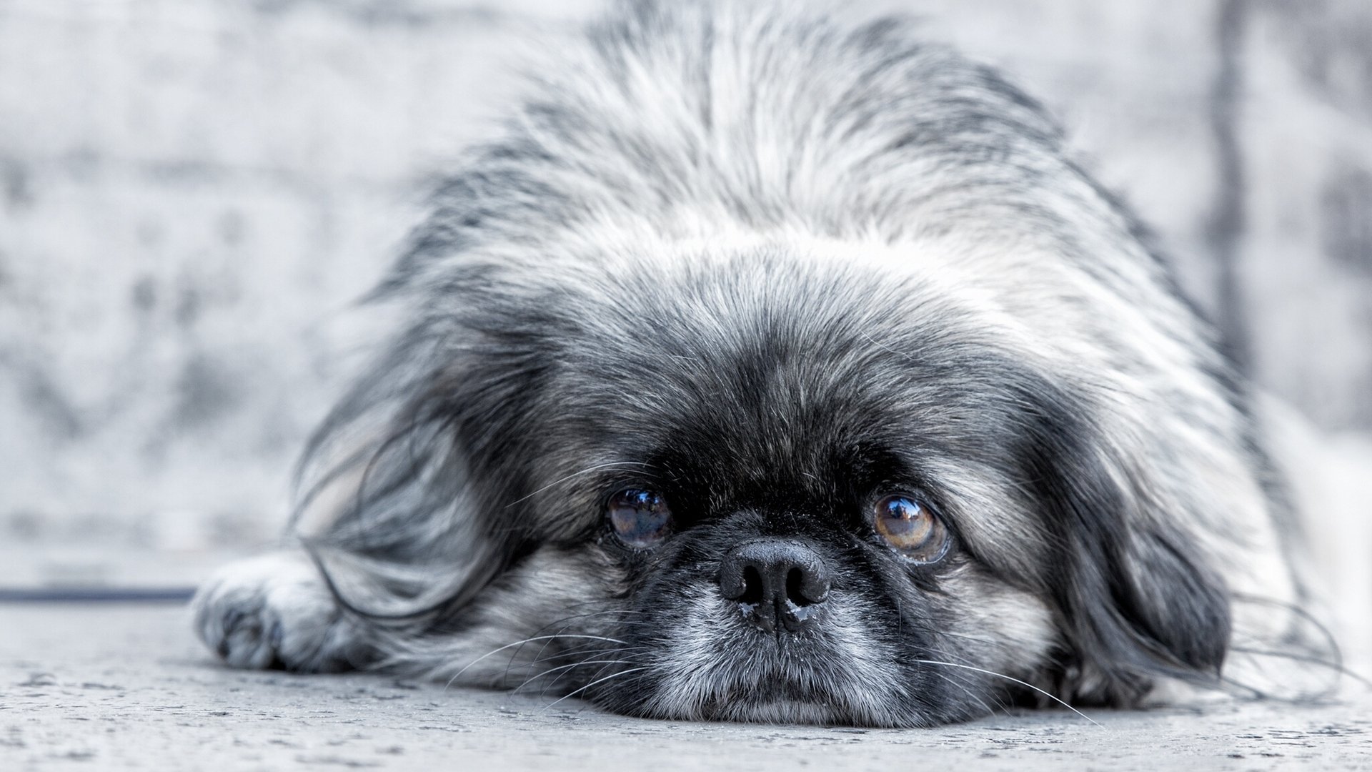 pekinés mirada cara tristeza