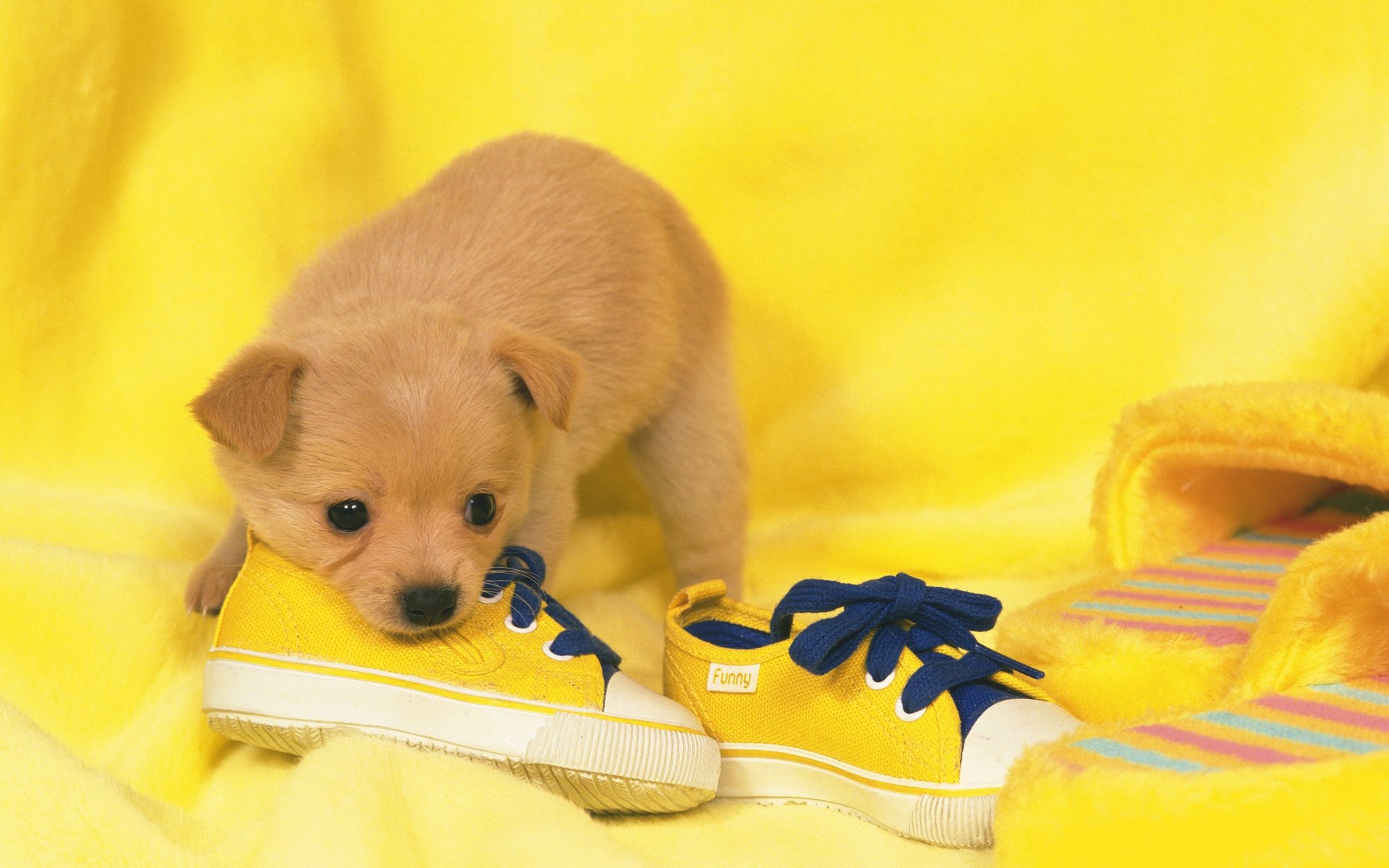 scarpe cane cucciolo