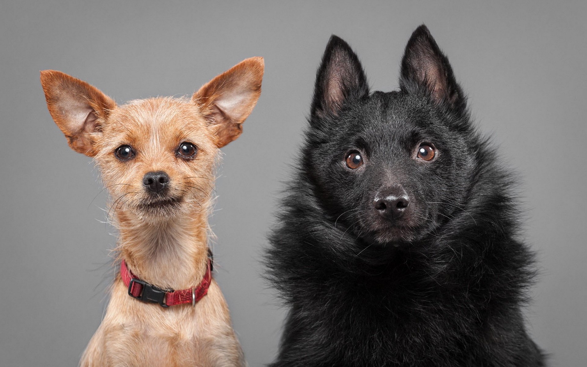 perros mirada amigos