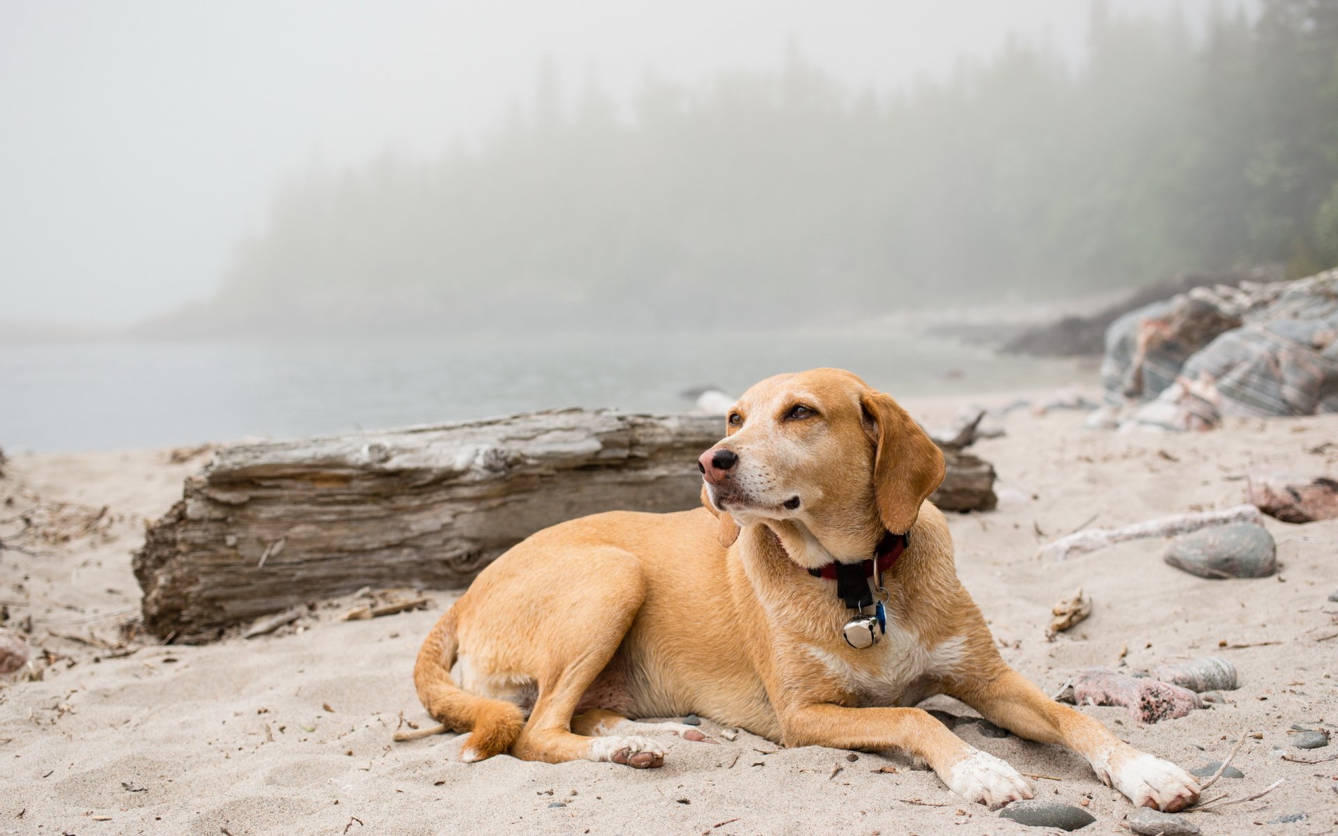 foggy dog other nature