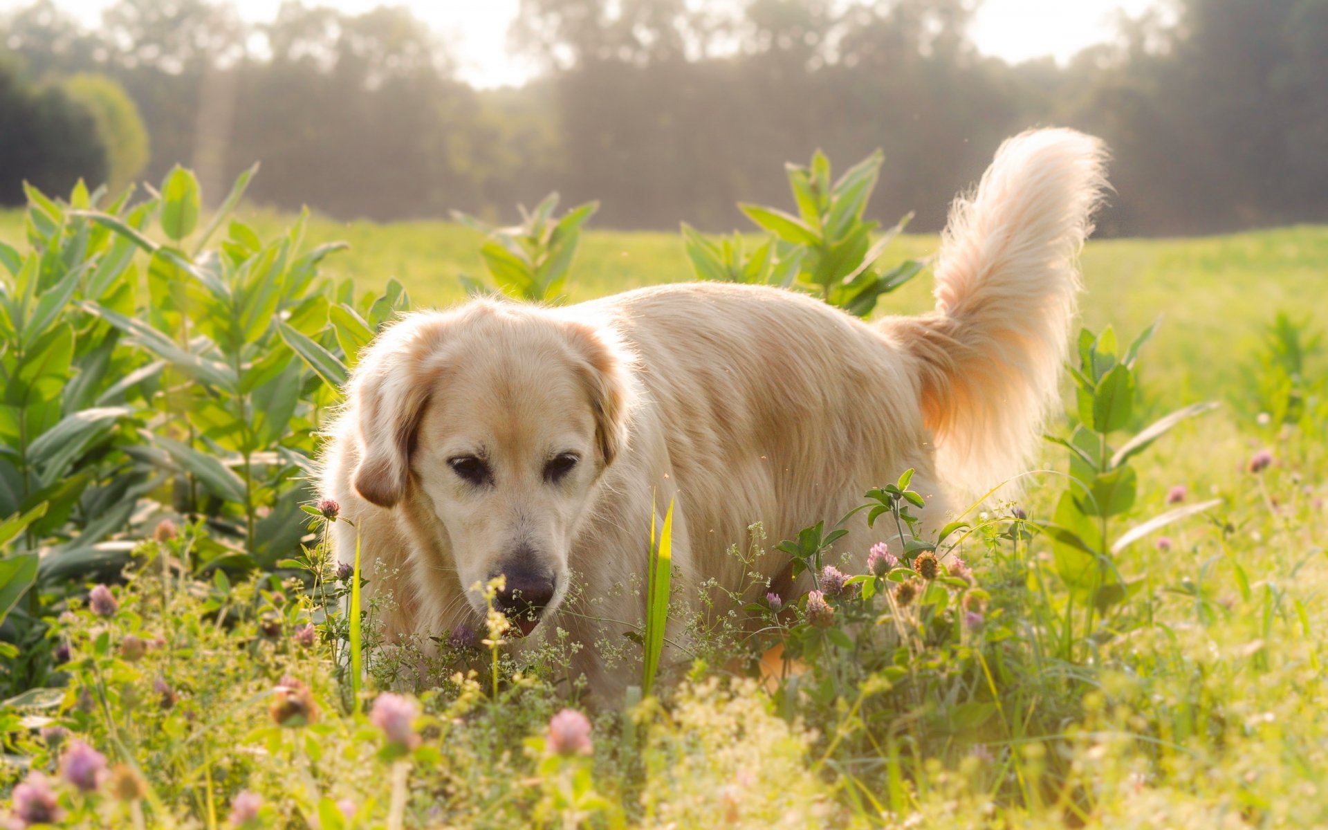 chien labrador champ fleurs lumière