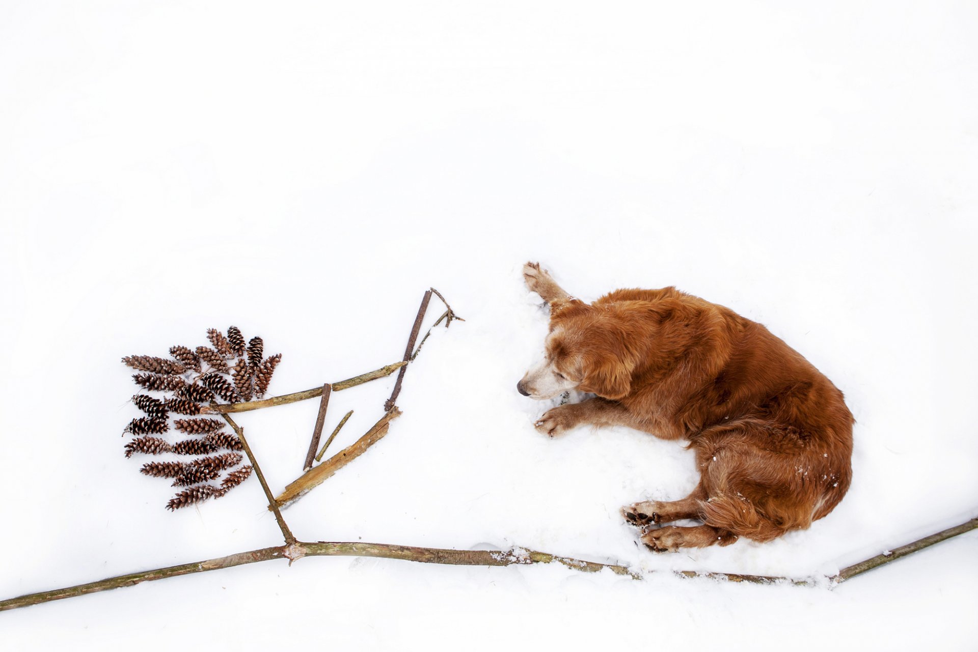 retriever golden dog is winter snow cone stick branches nature