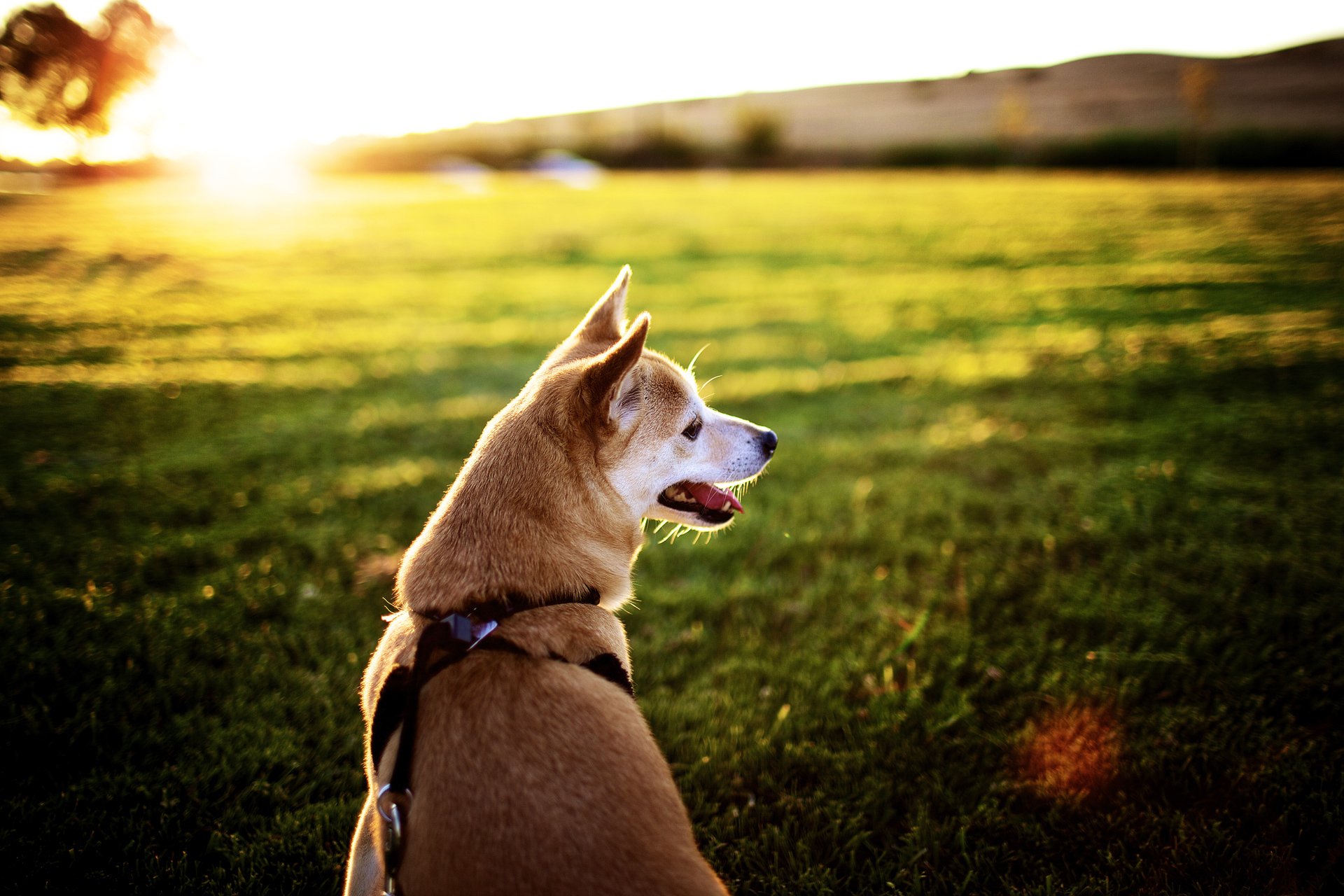 campo sol puesta de sol rayos perro hocico lengua collar fondo imágenes fondos de pantalla