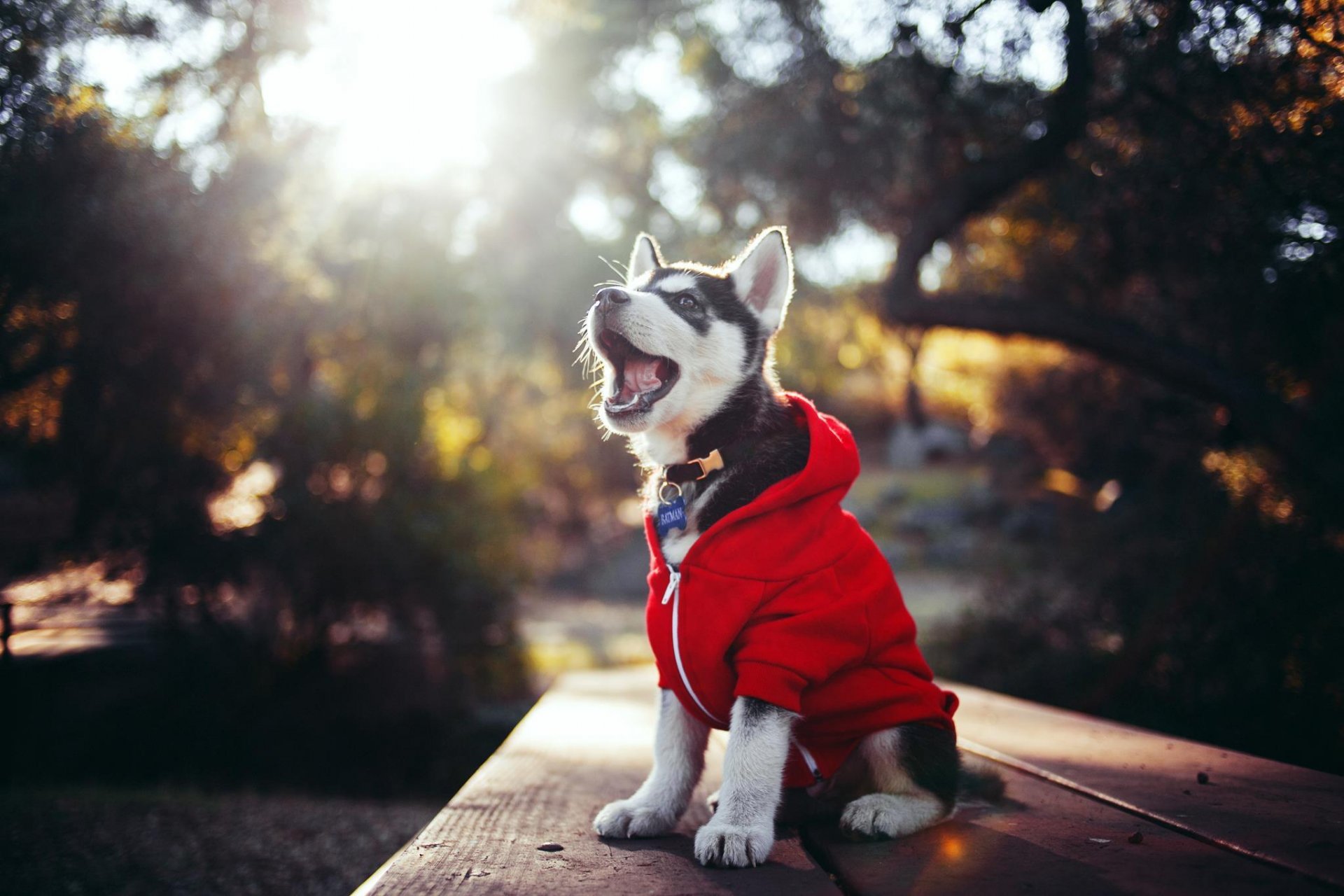 cachorro husky ropa