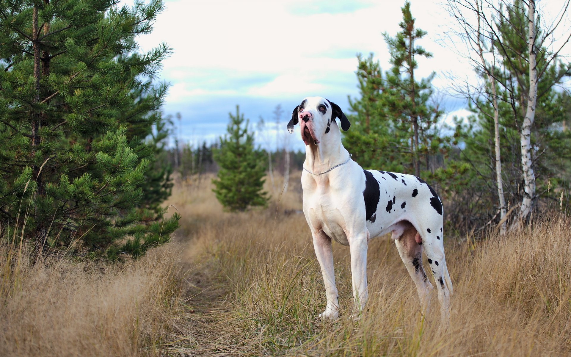 marmor dogge hund freund