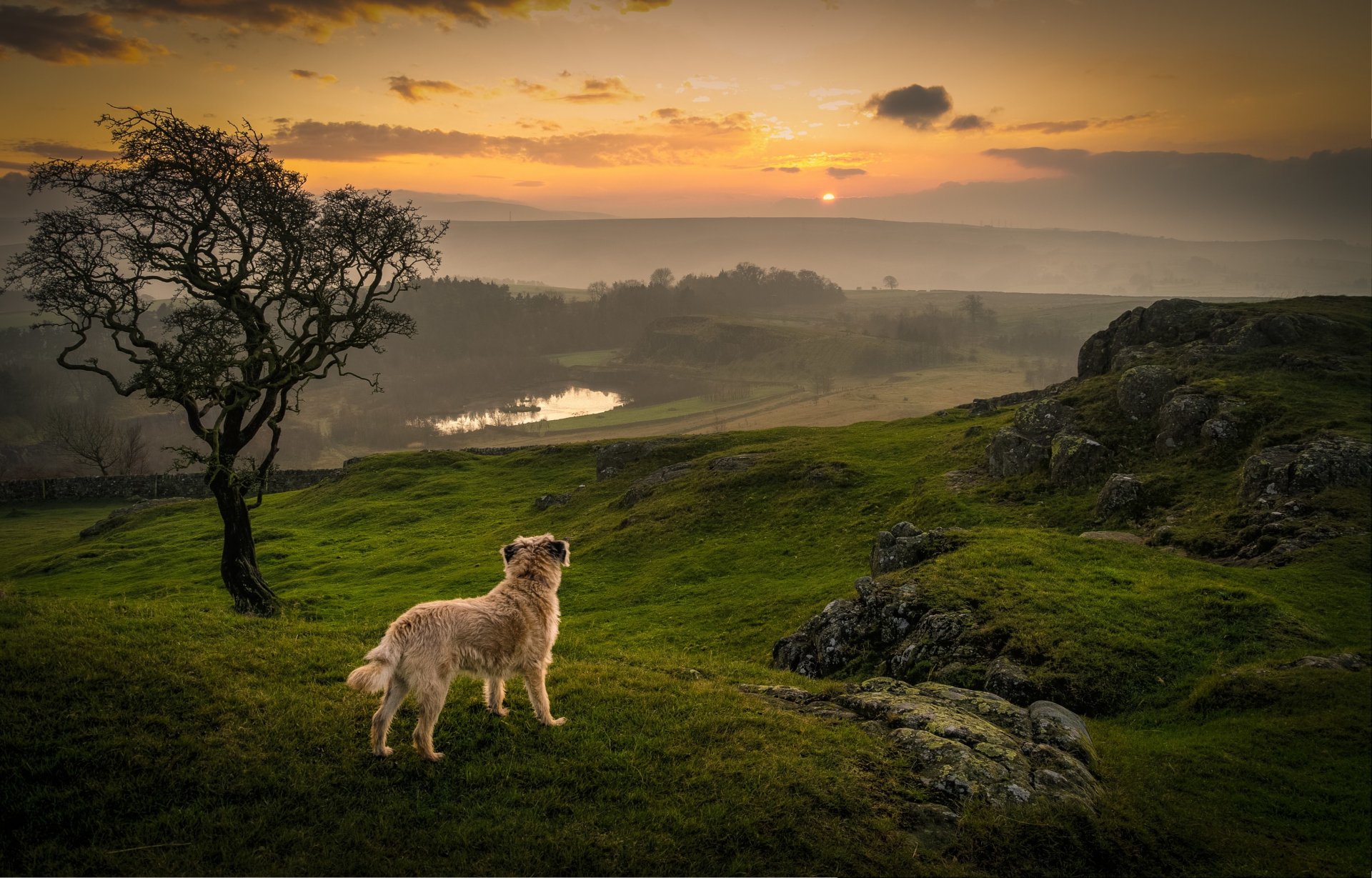 cane contemplazione tramonto lago erba albero cielo arancione