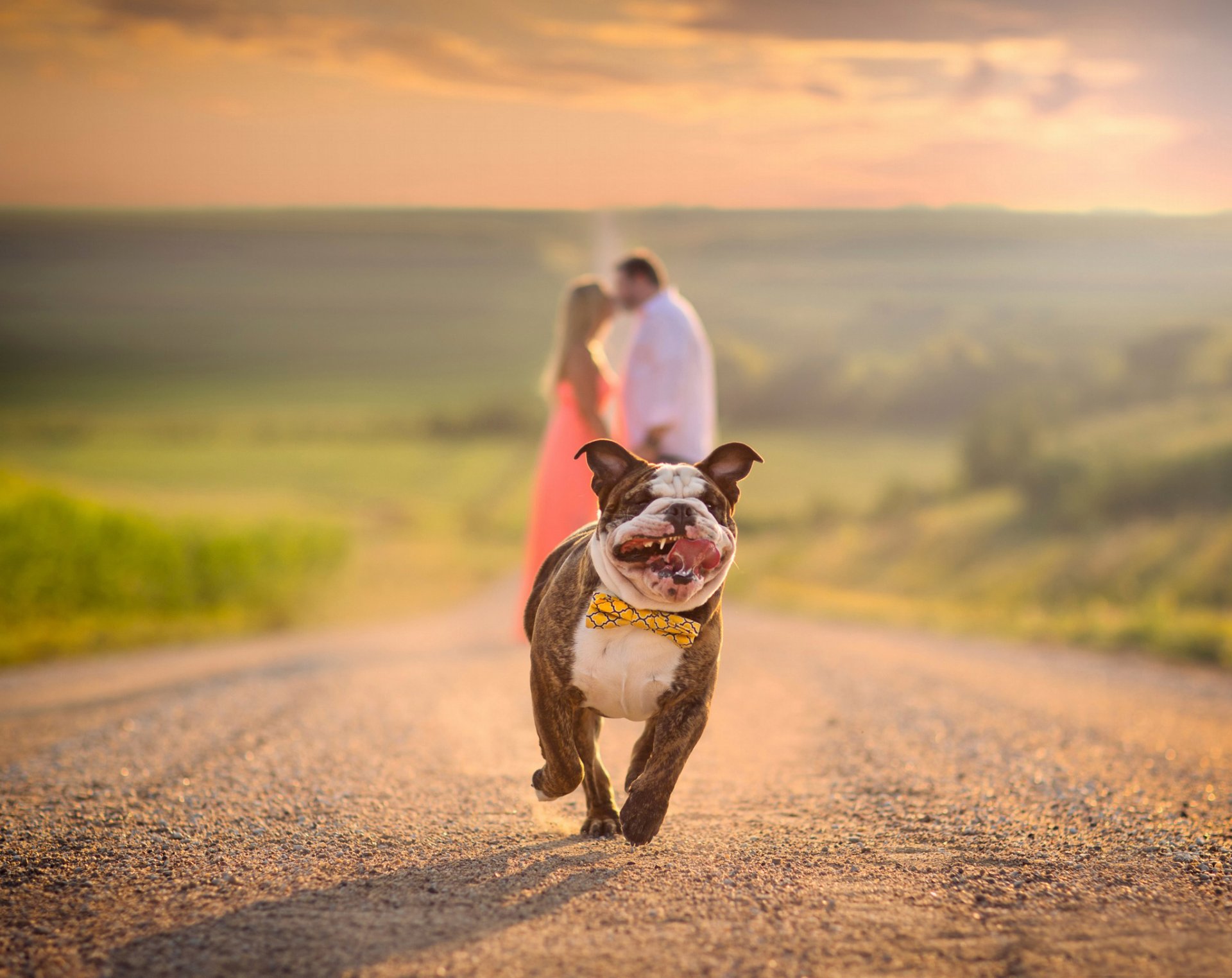 bulldog running road the pair