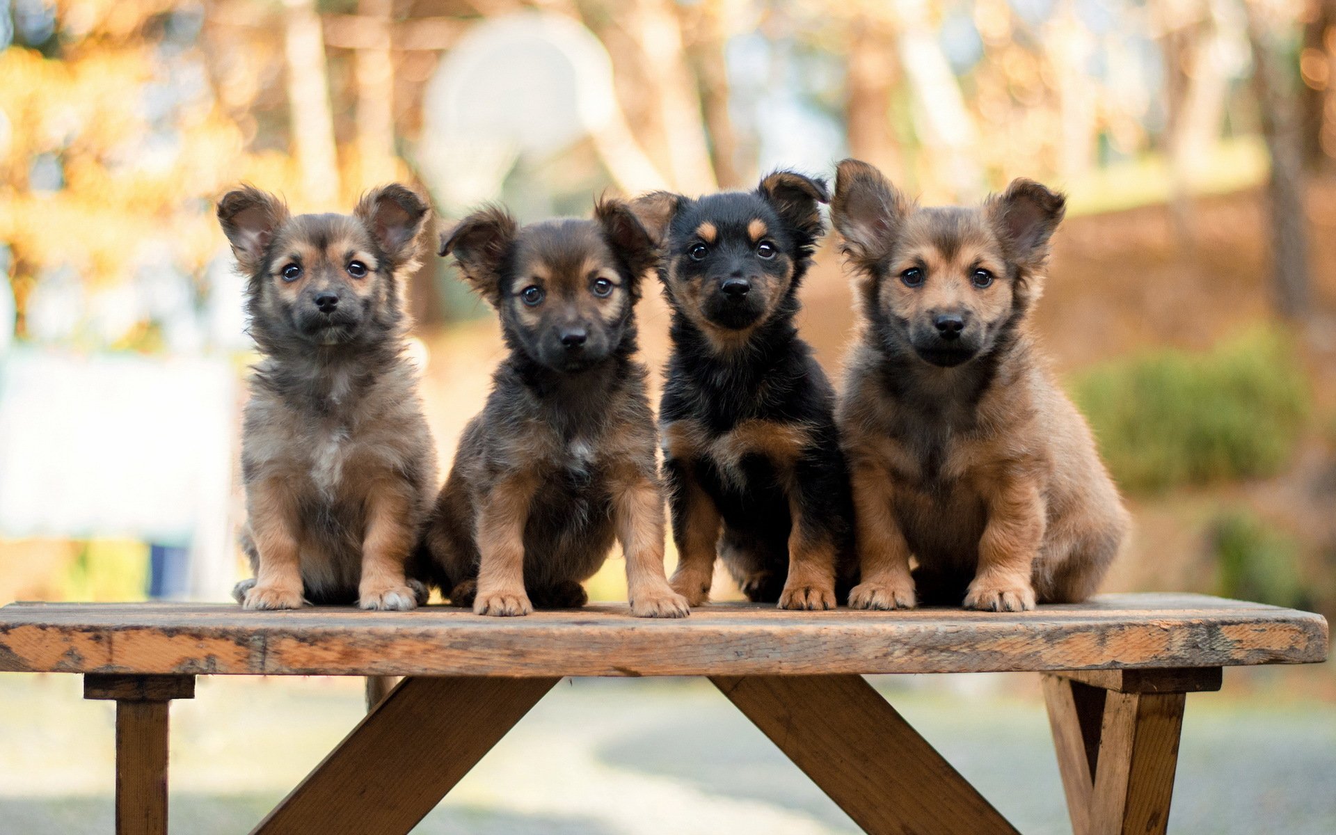 perros cachorros banco