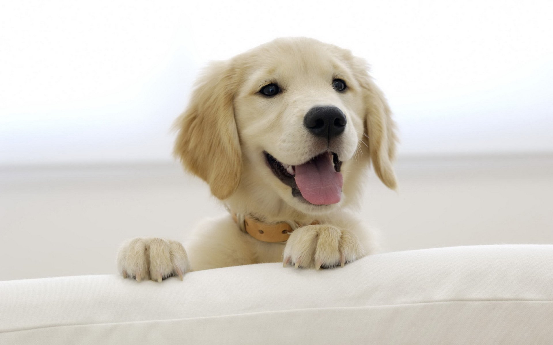 puppy labrador retriever snout foot