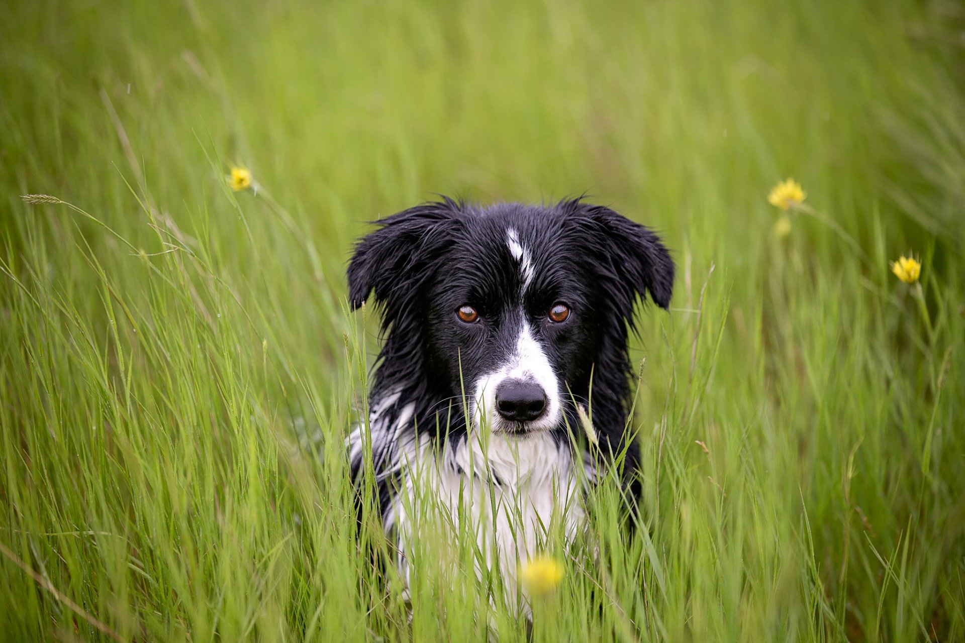 ami vue herbe chien