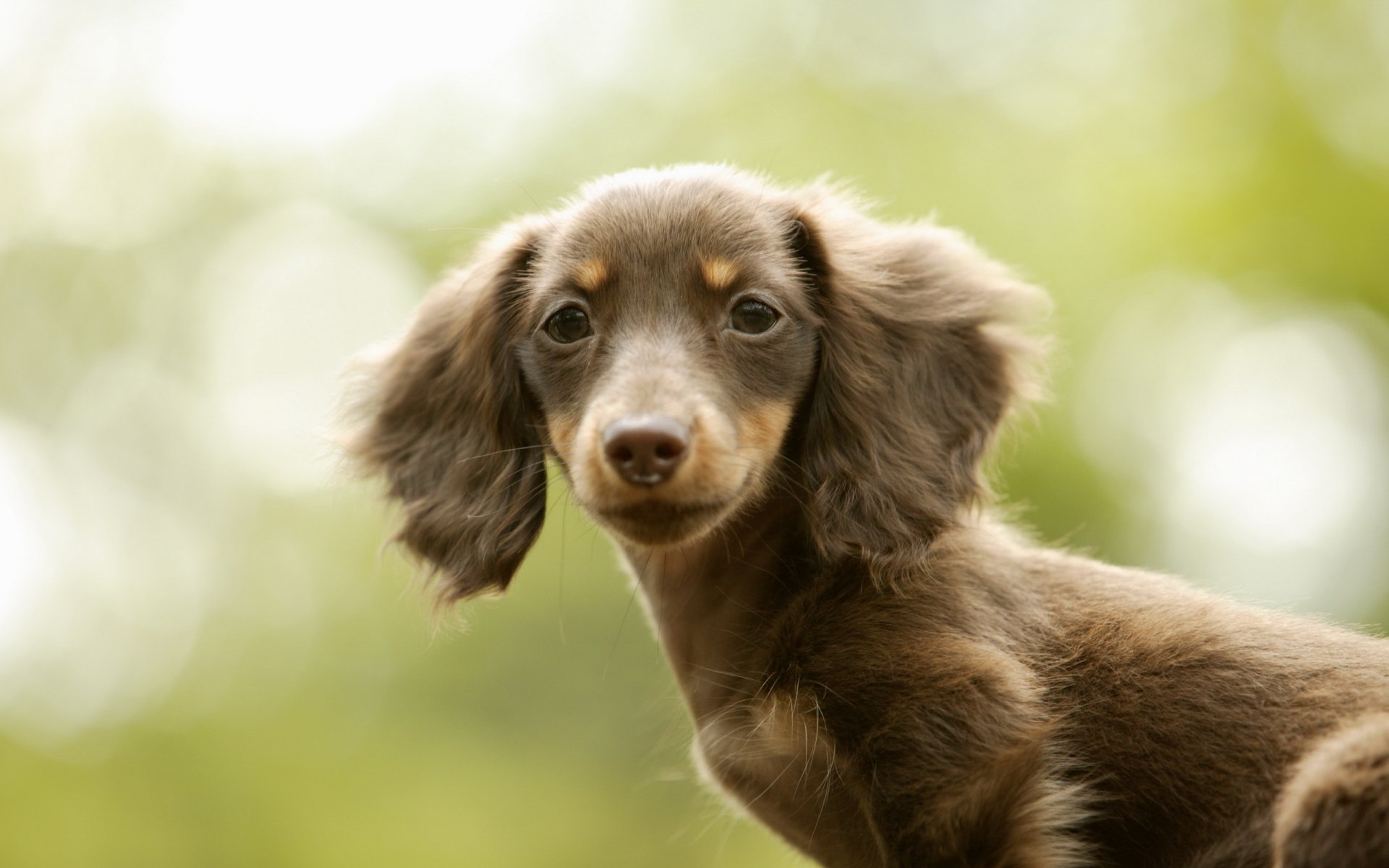 perro amigo belleza