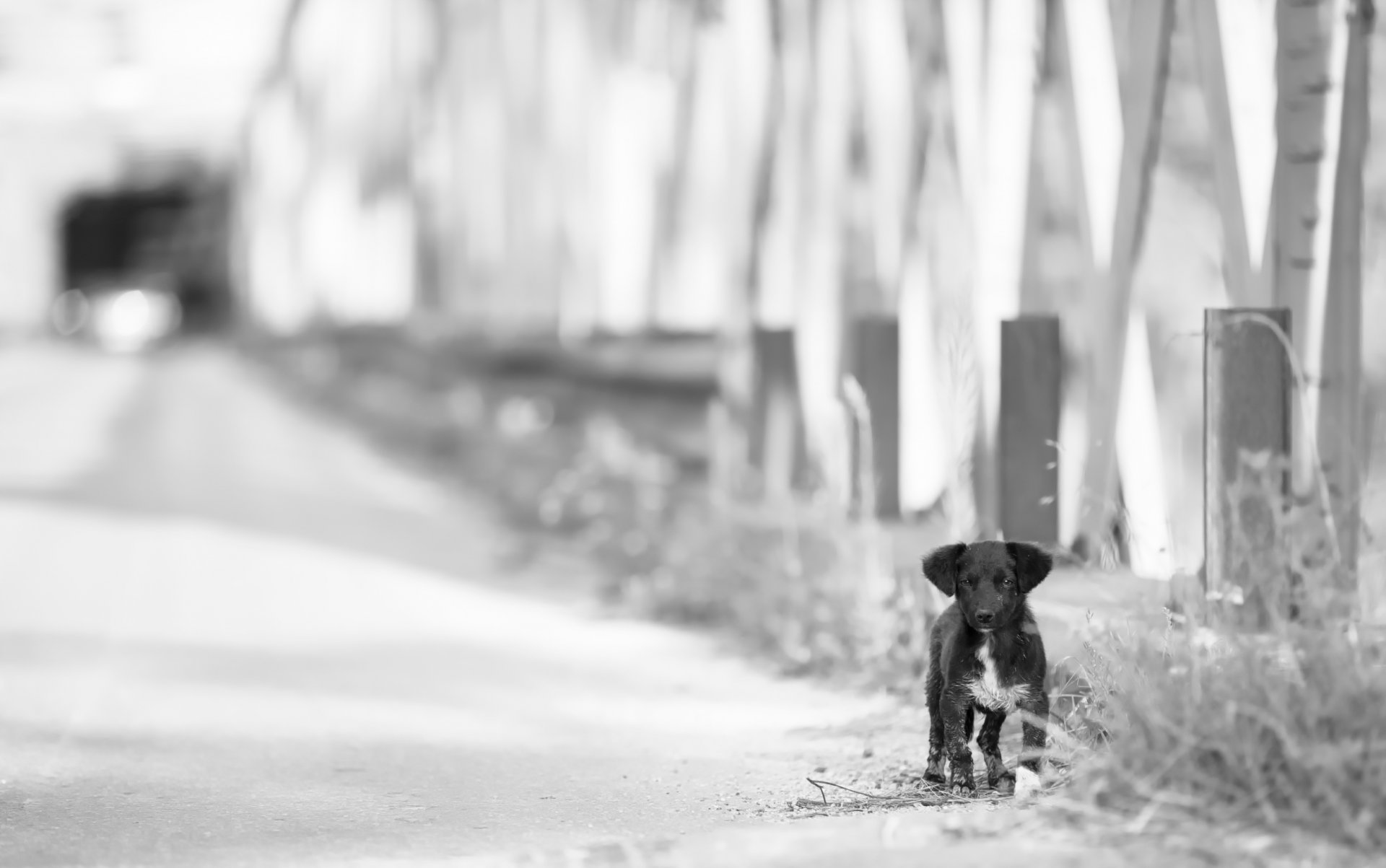 perrito mirada bb