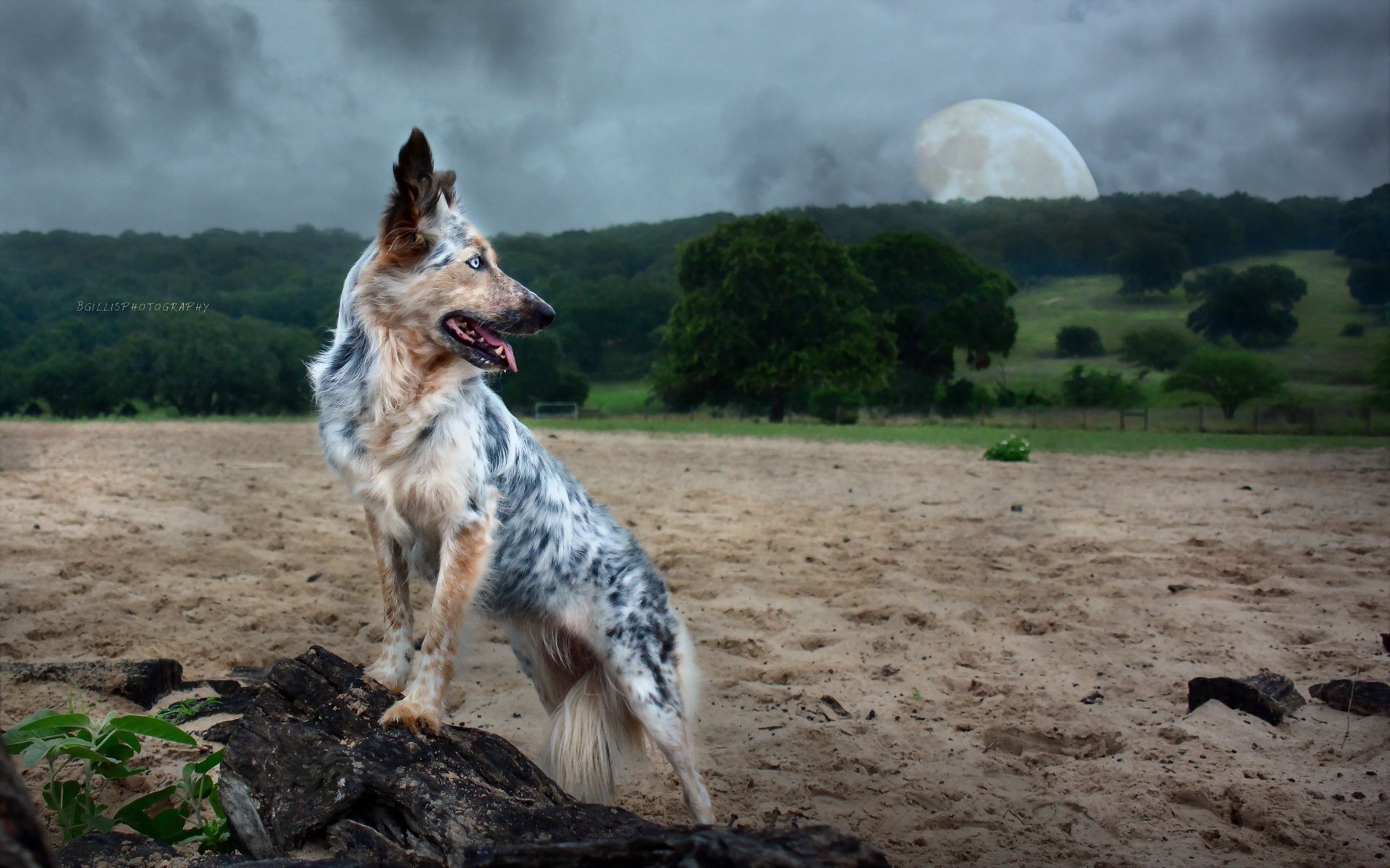 perro naturaleza fondo