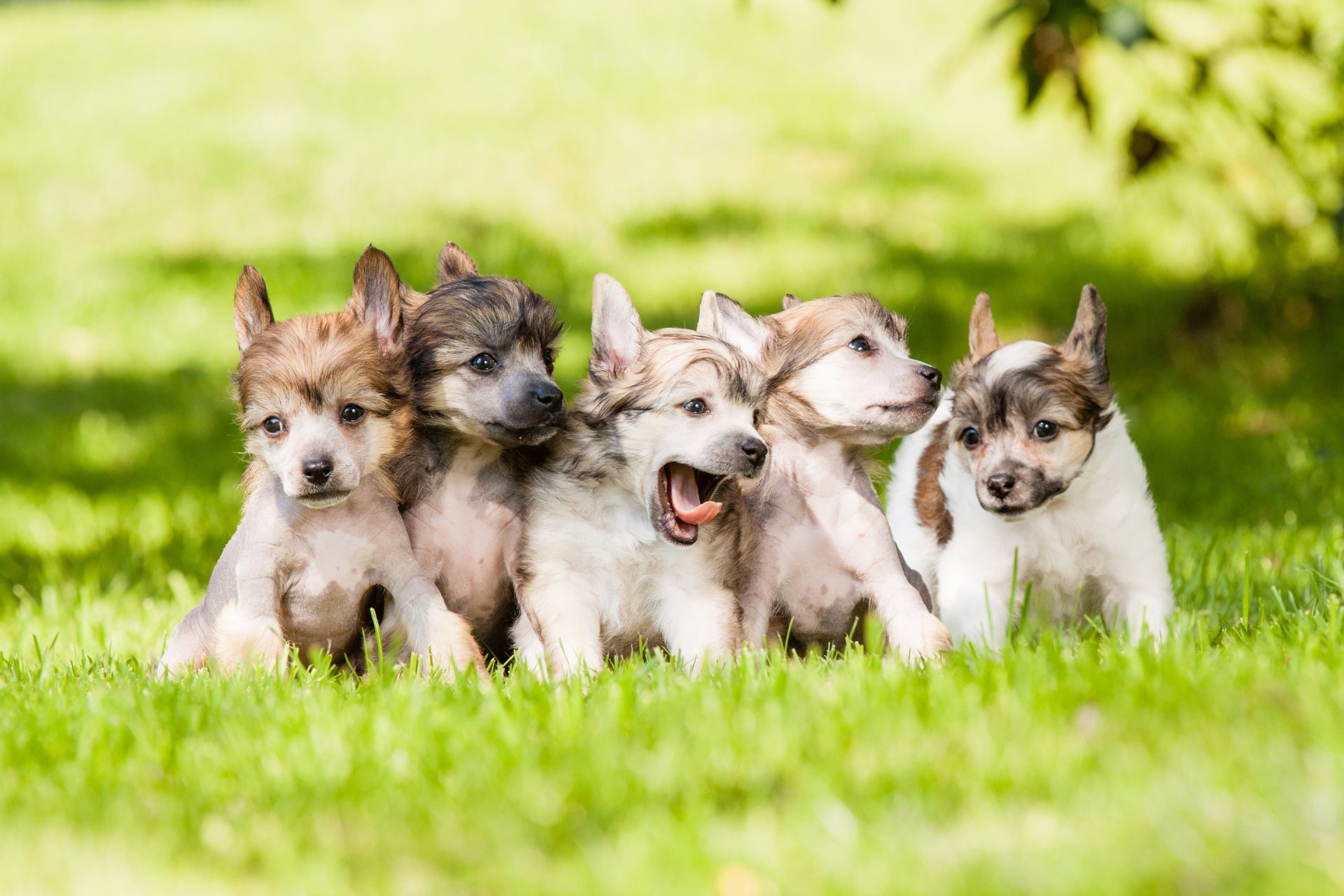 perros cachorros niños pequeños hierba césped