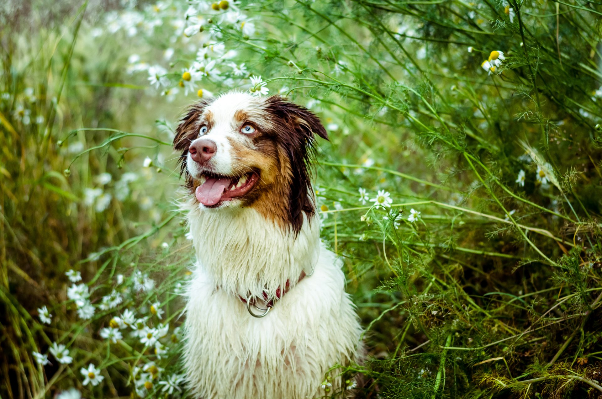 hund australischer schäferhund blick zunge büsche gänseblümchen natur