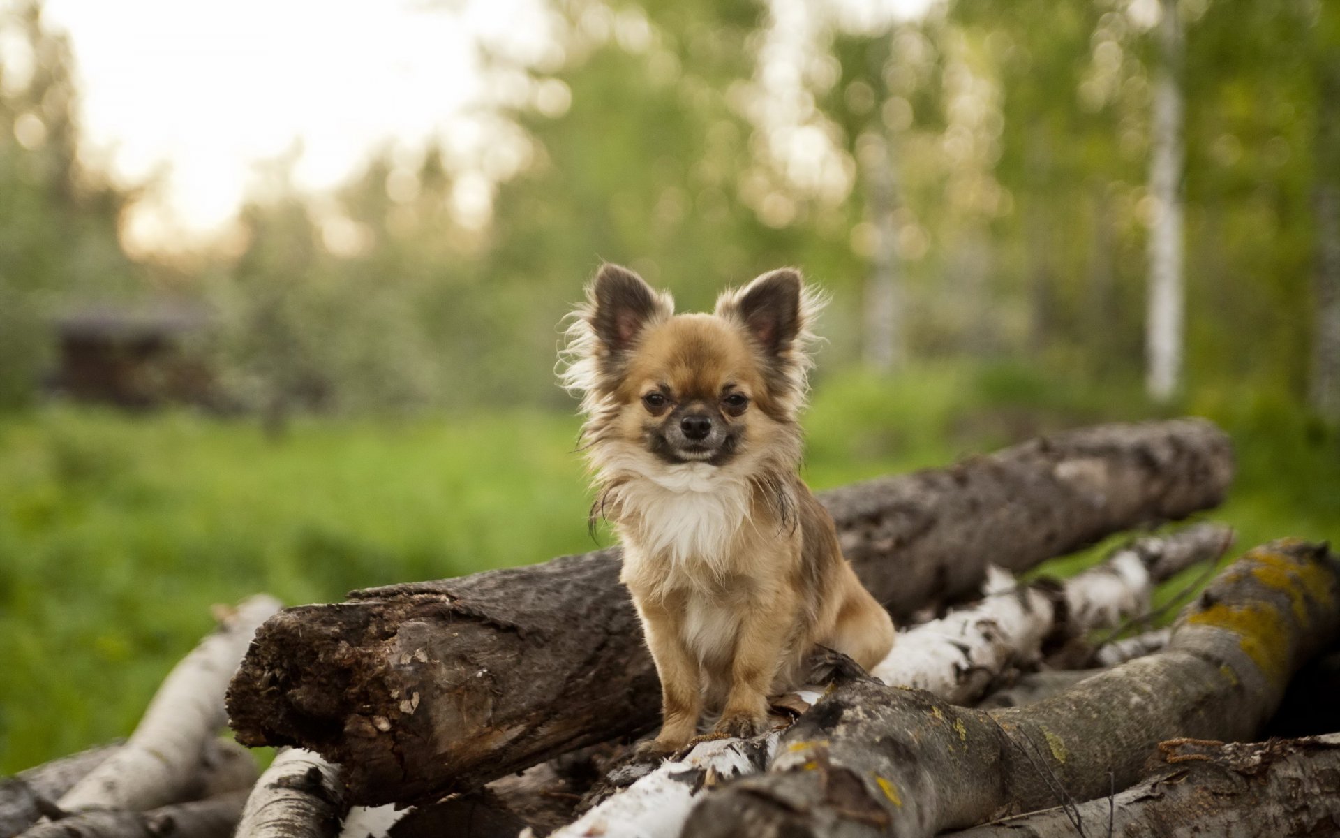 hund blick freund