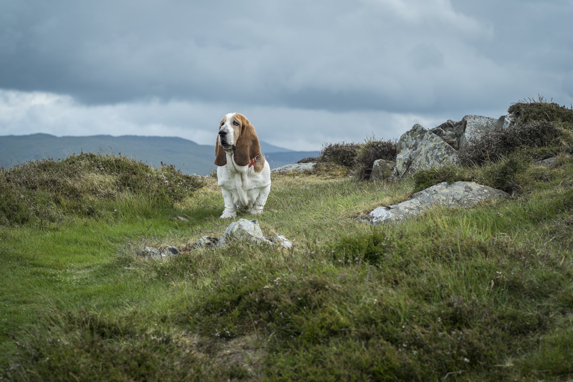 monte snowdon pietre erba cane basset hound snowdonia parco nazionale galles cielo nuvole