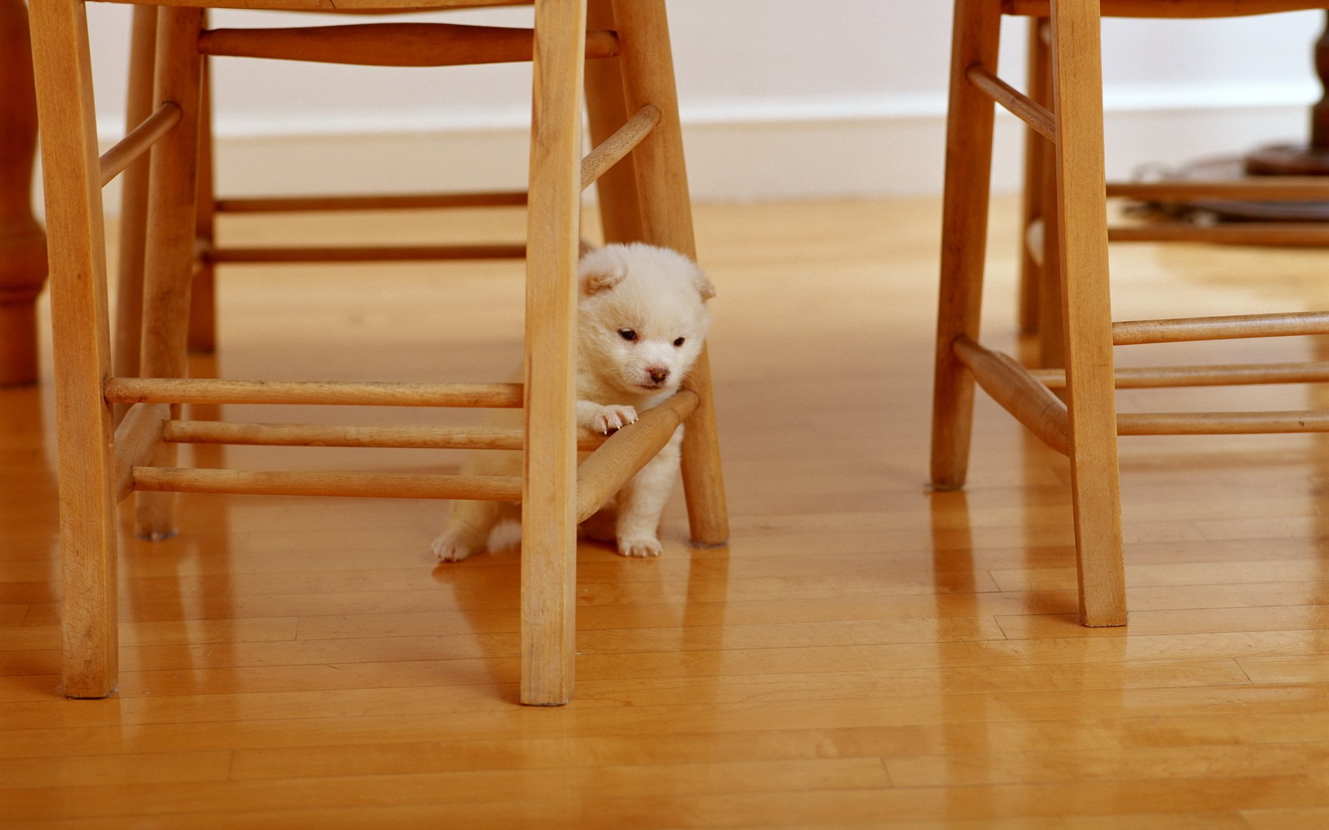 situaciones animales perro perrito sillas silla madera madera peludo blanco