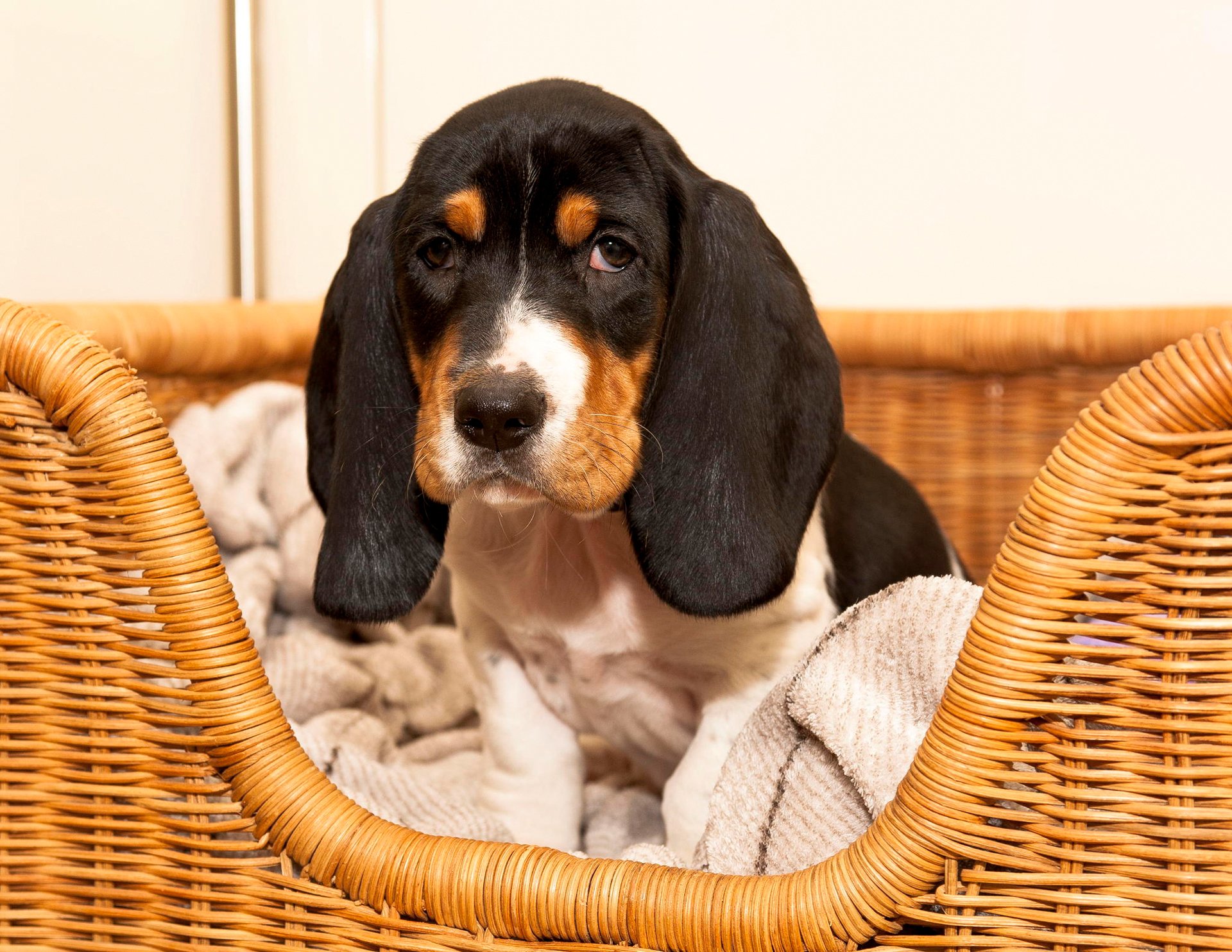 chiot oreilles panier regard