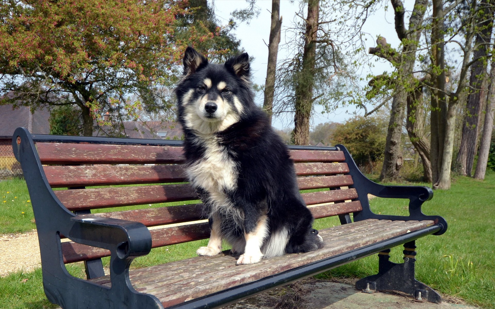 cane panchina amico