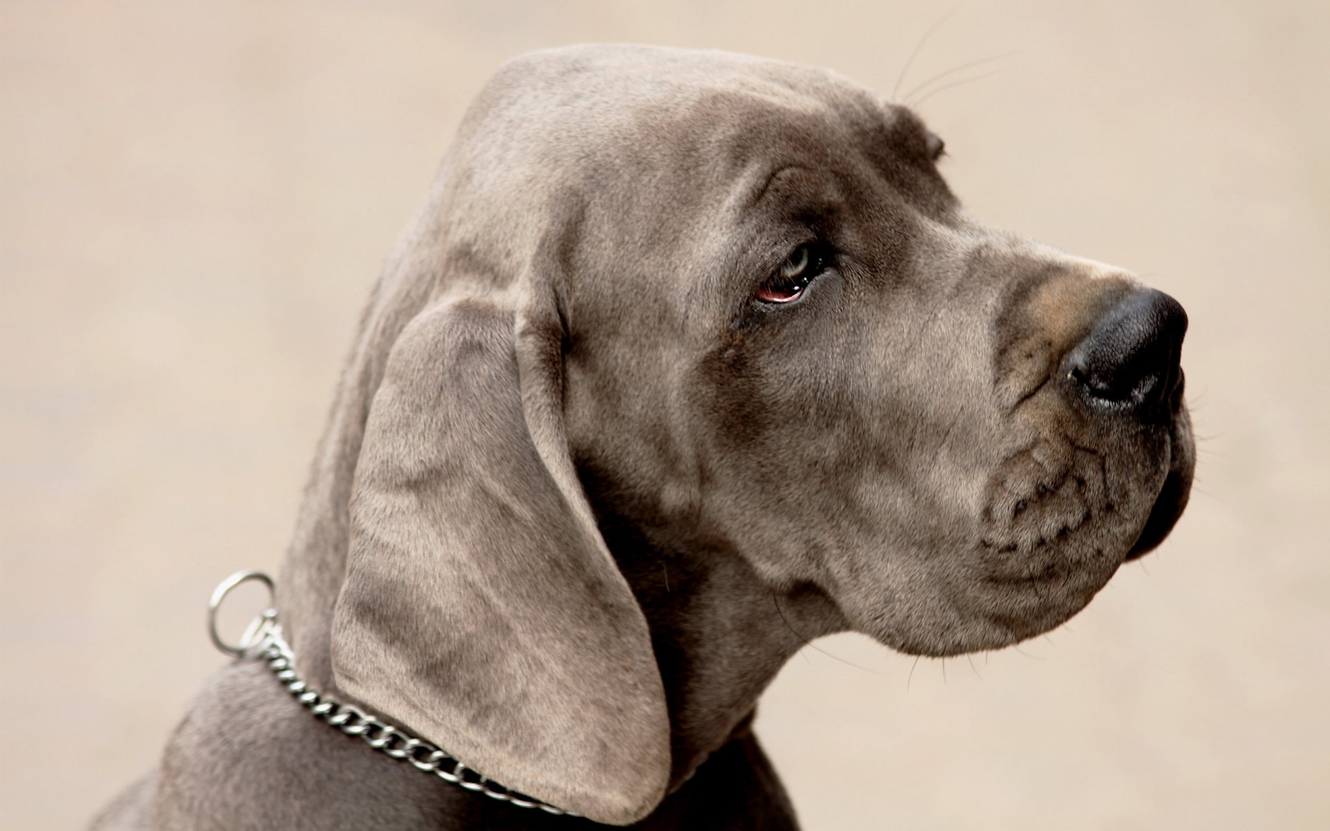 perro hocico mirada