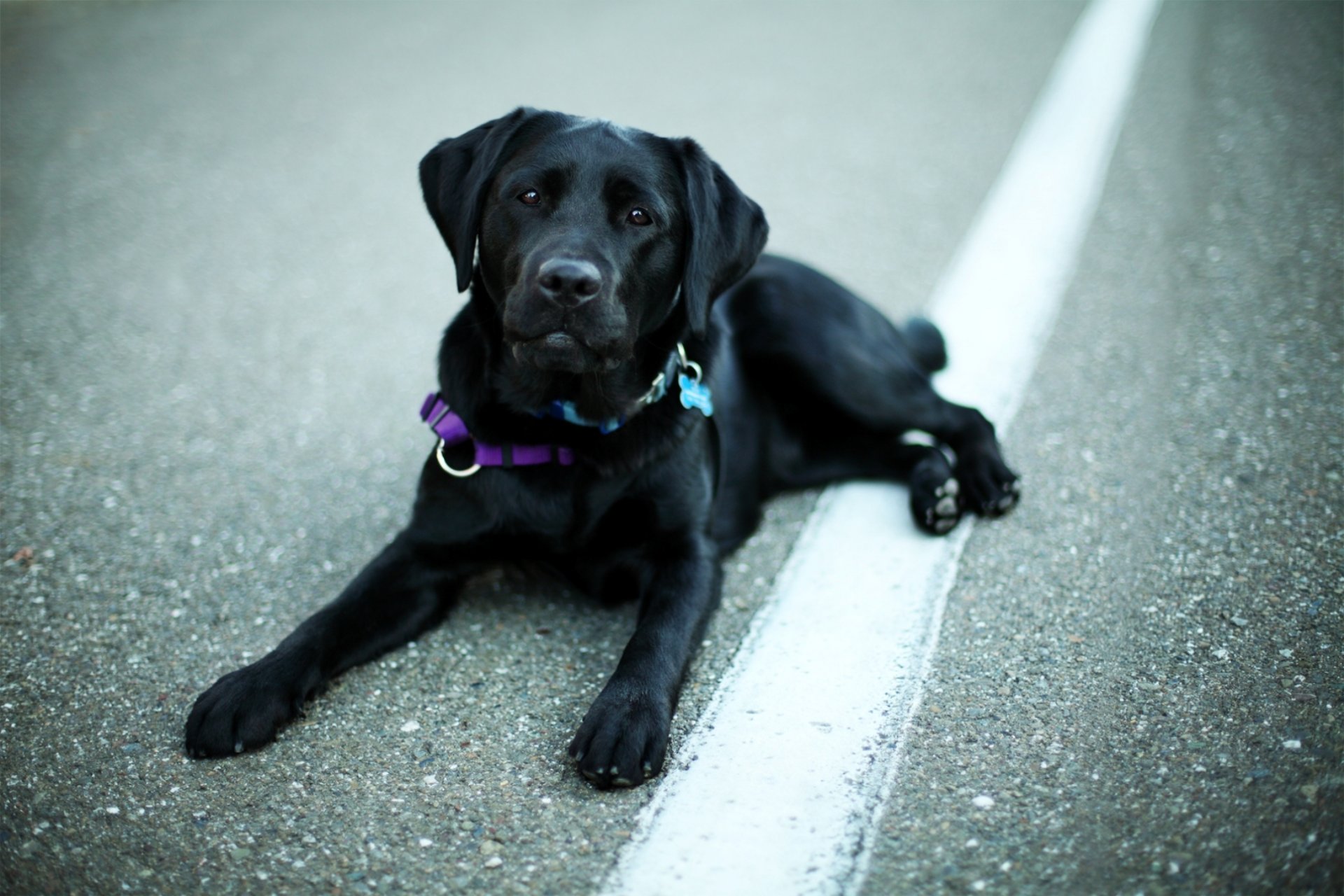 hund hund schwarz labrador retriever schnauze augen nase