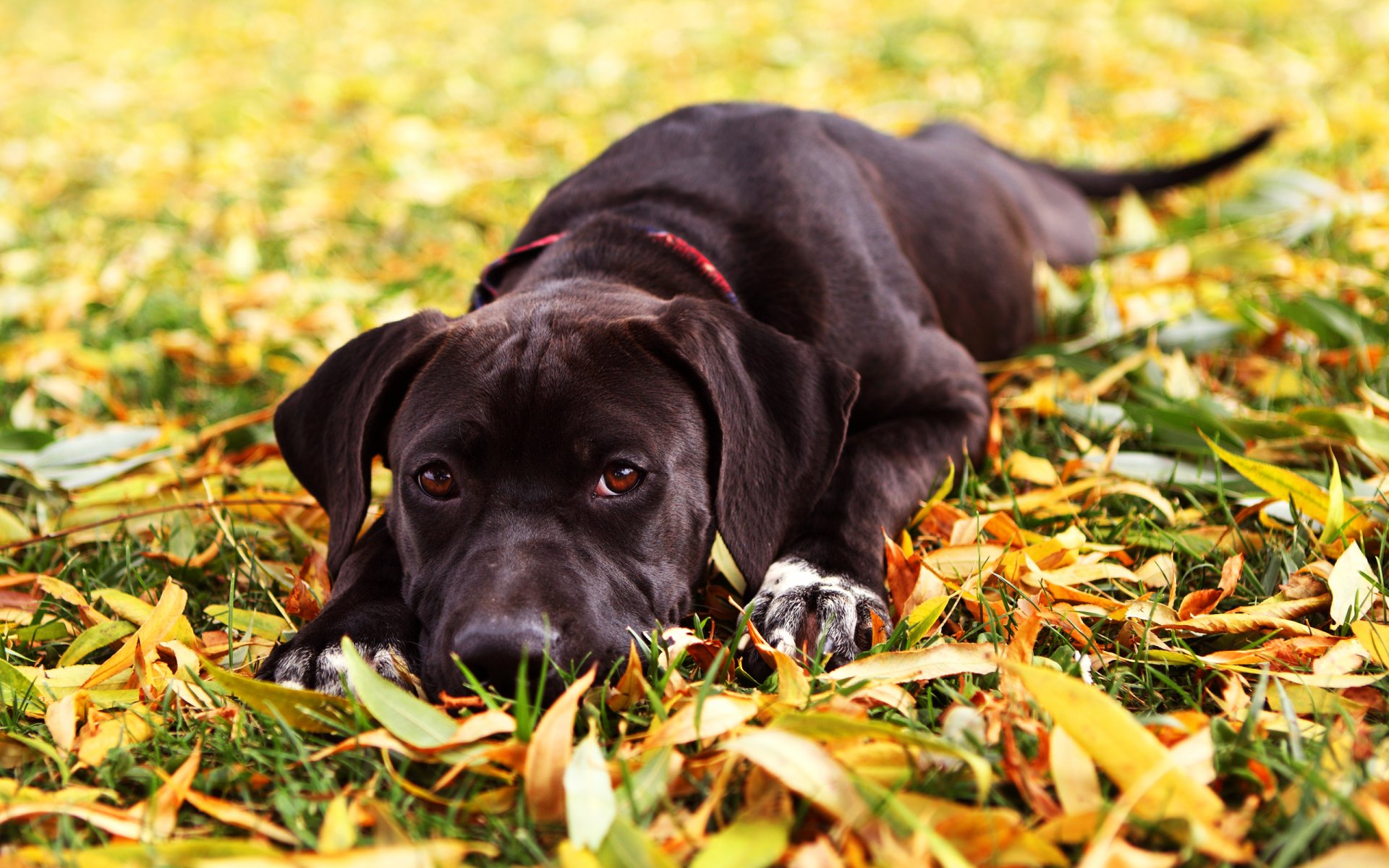 dog view leaves grass autumn maya