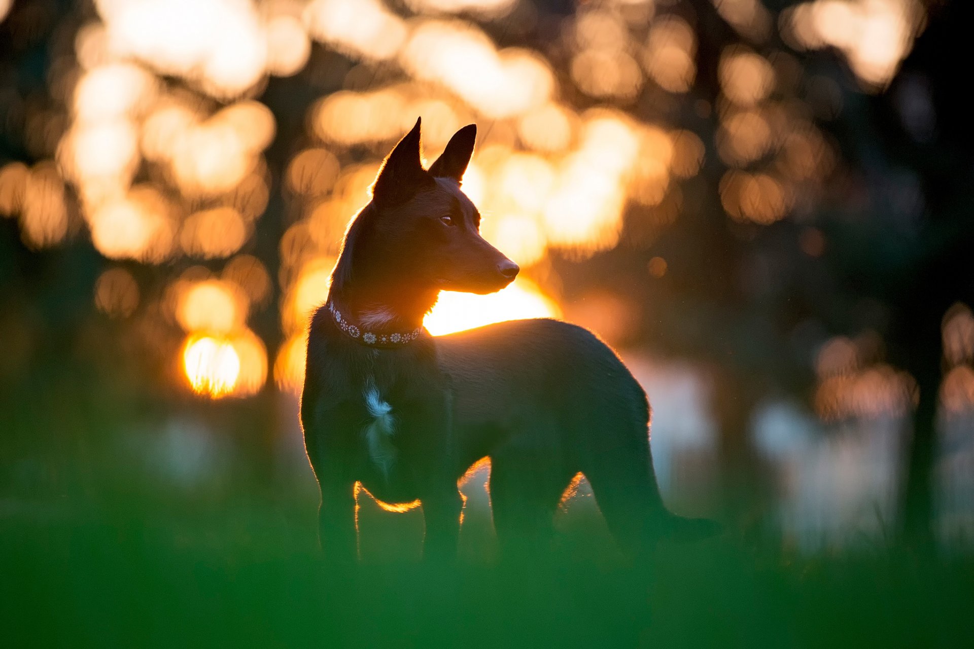 silhouette sonne hund freund