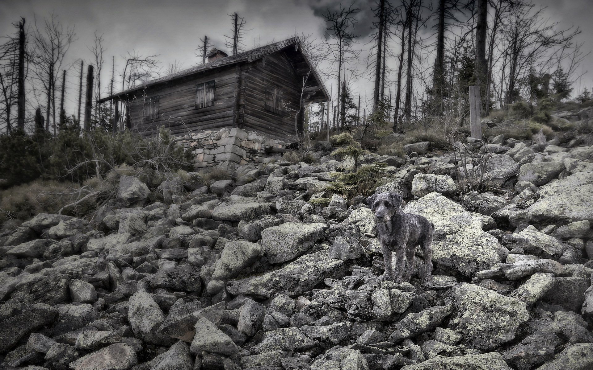 perro casa naturaleza