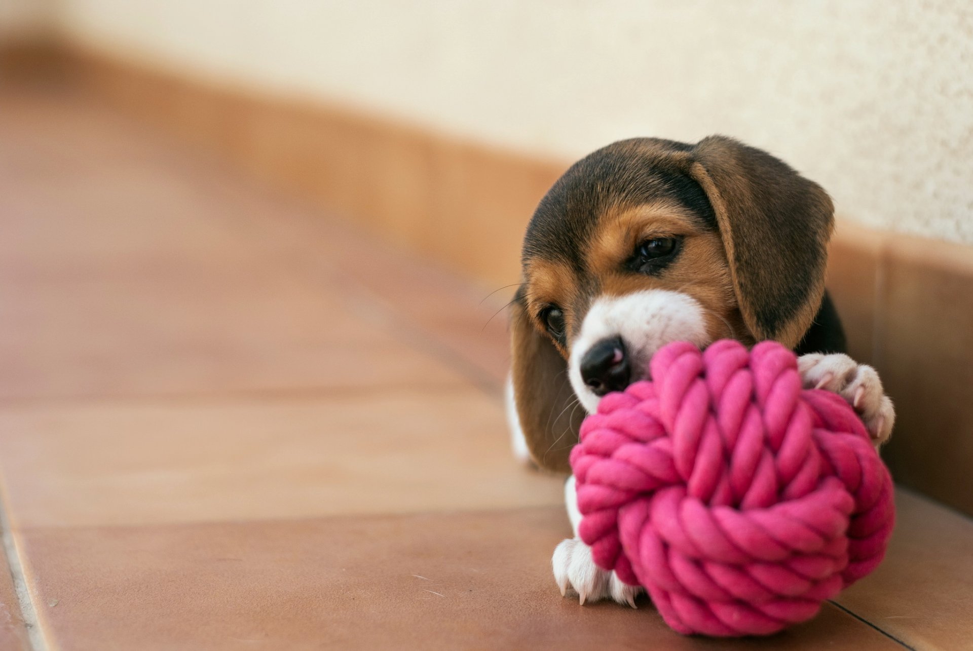 cane cucciolo casa