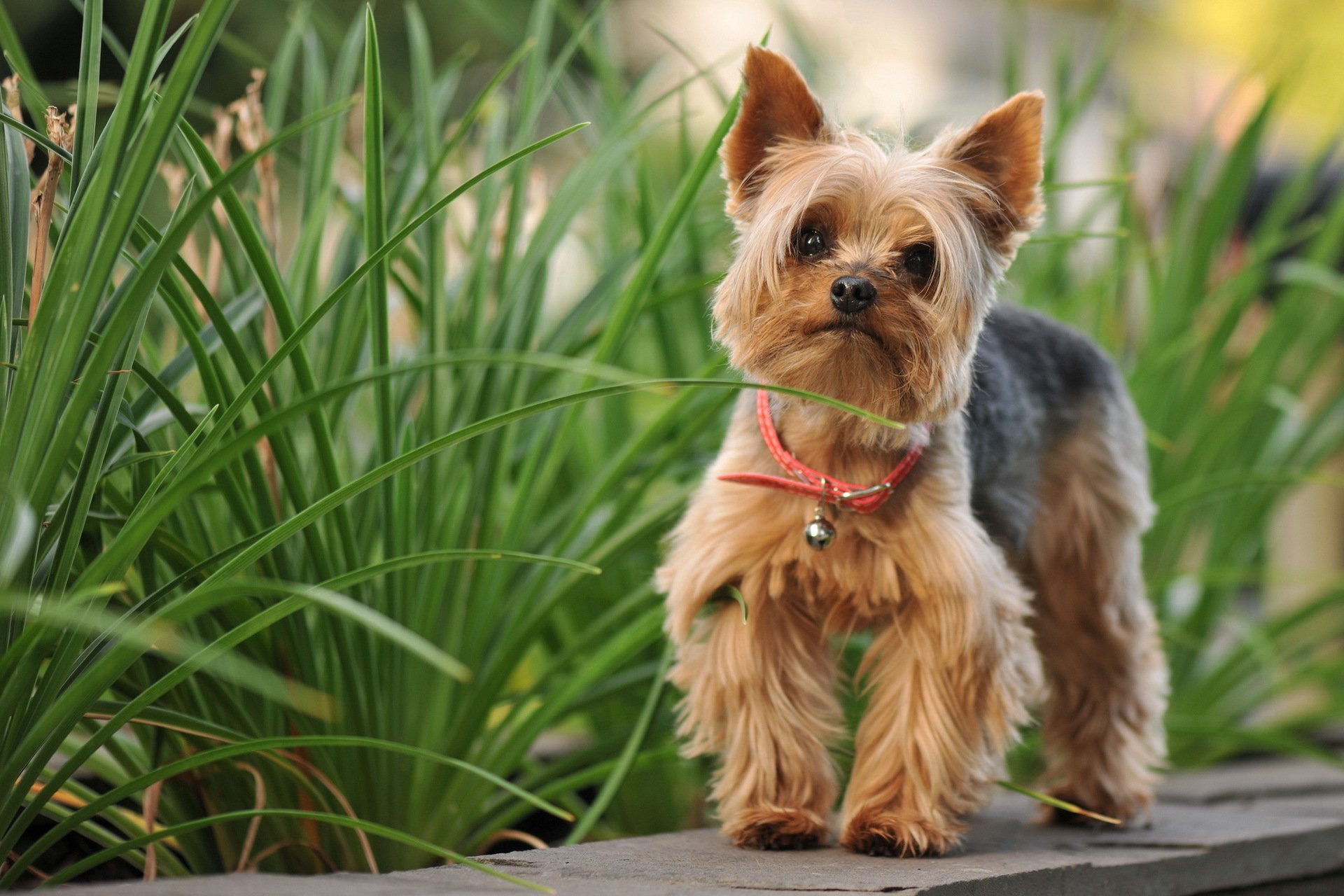 yorkshire terrier chien nature