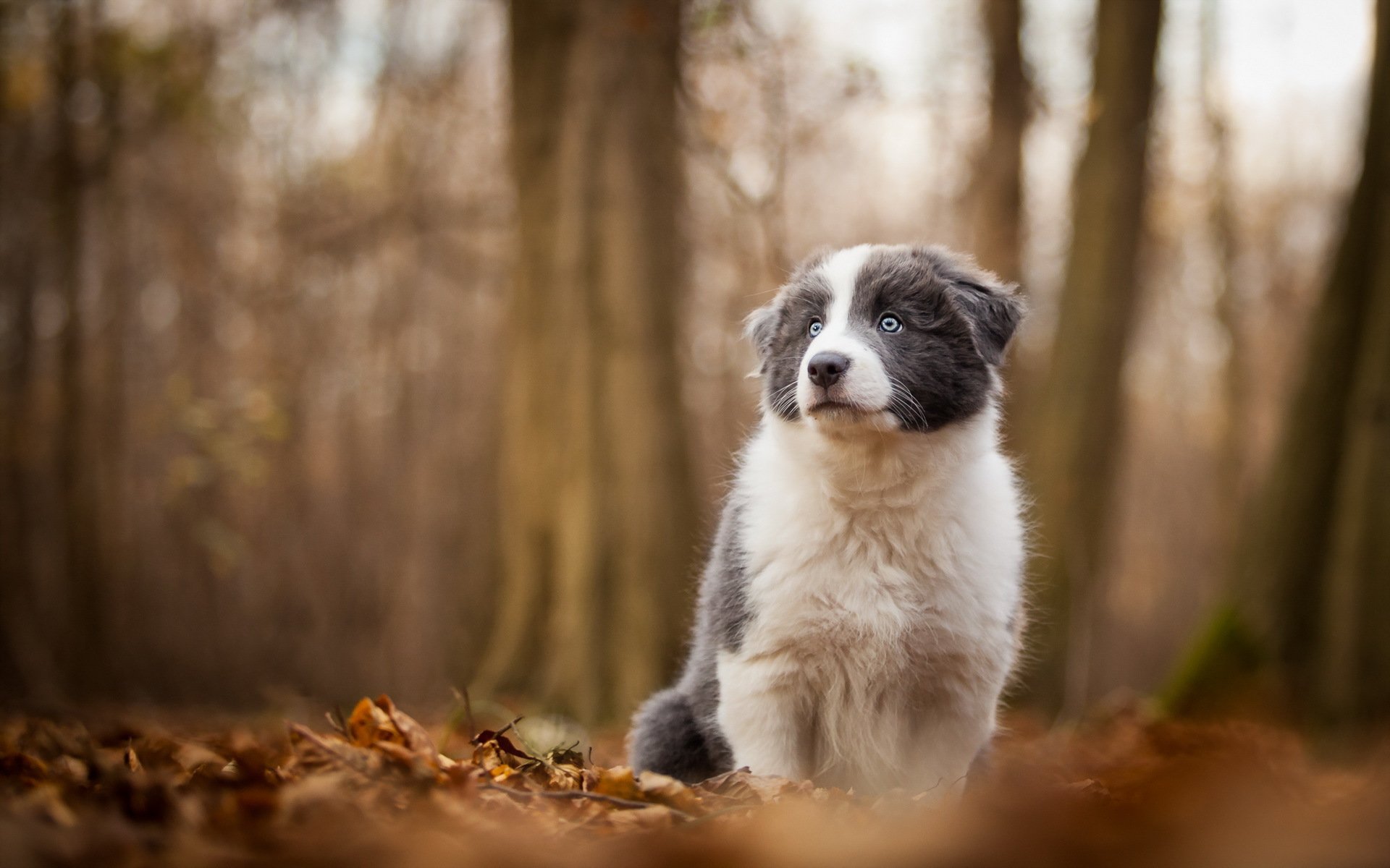 hund blick freund