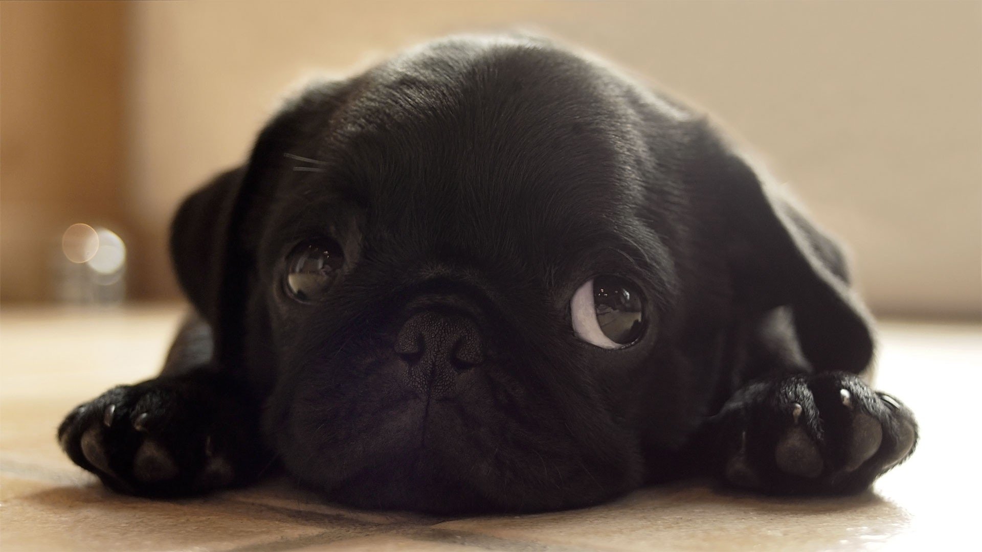 perro cachorro estado de ánimo