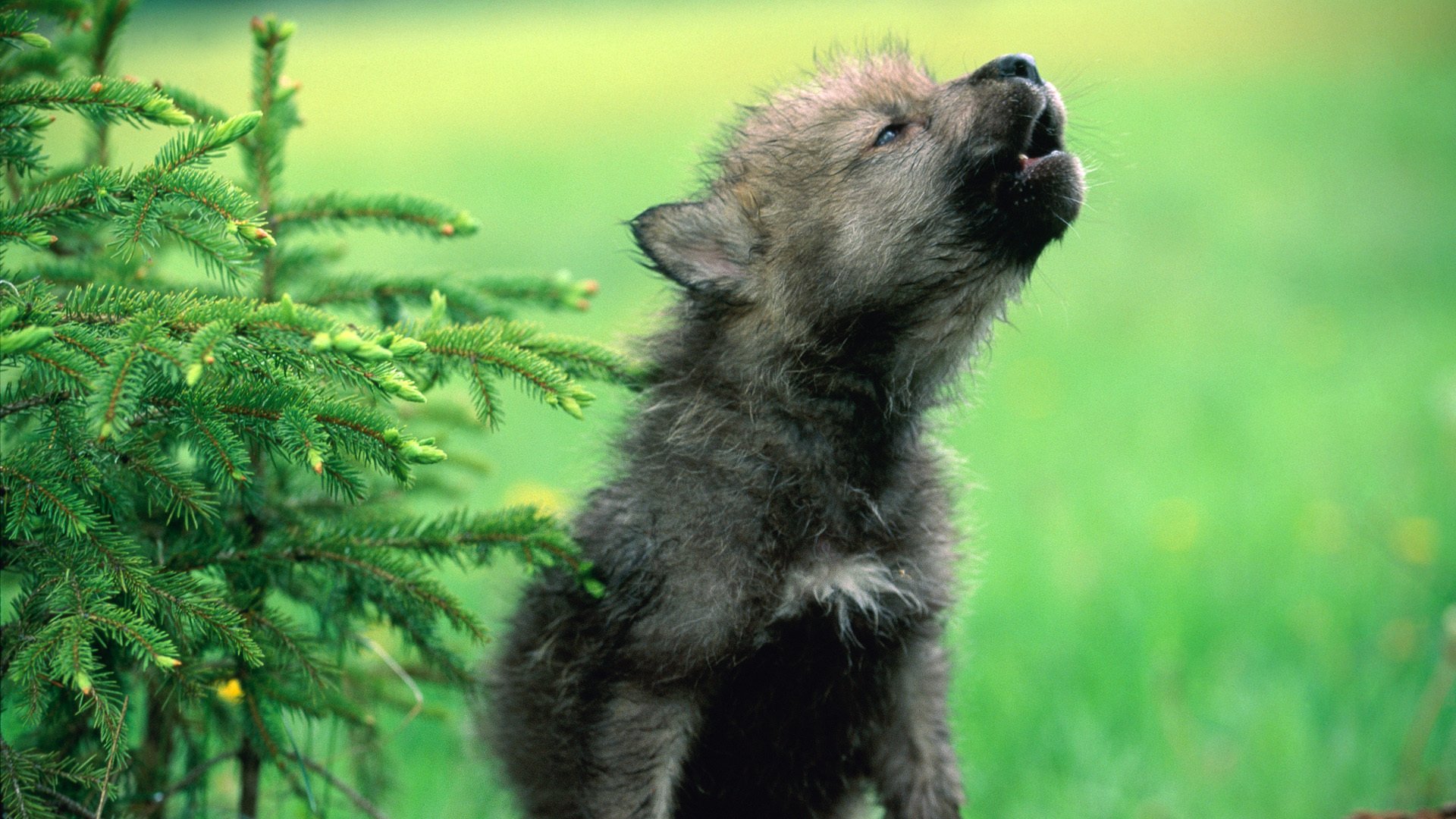 lupo cucciolo di lupo cucciolo cucciolo