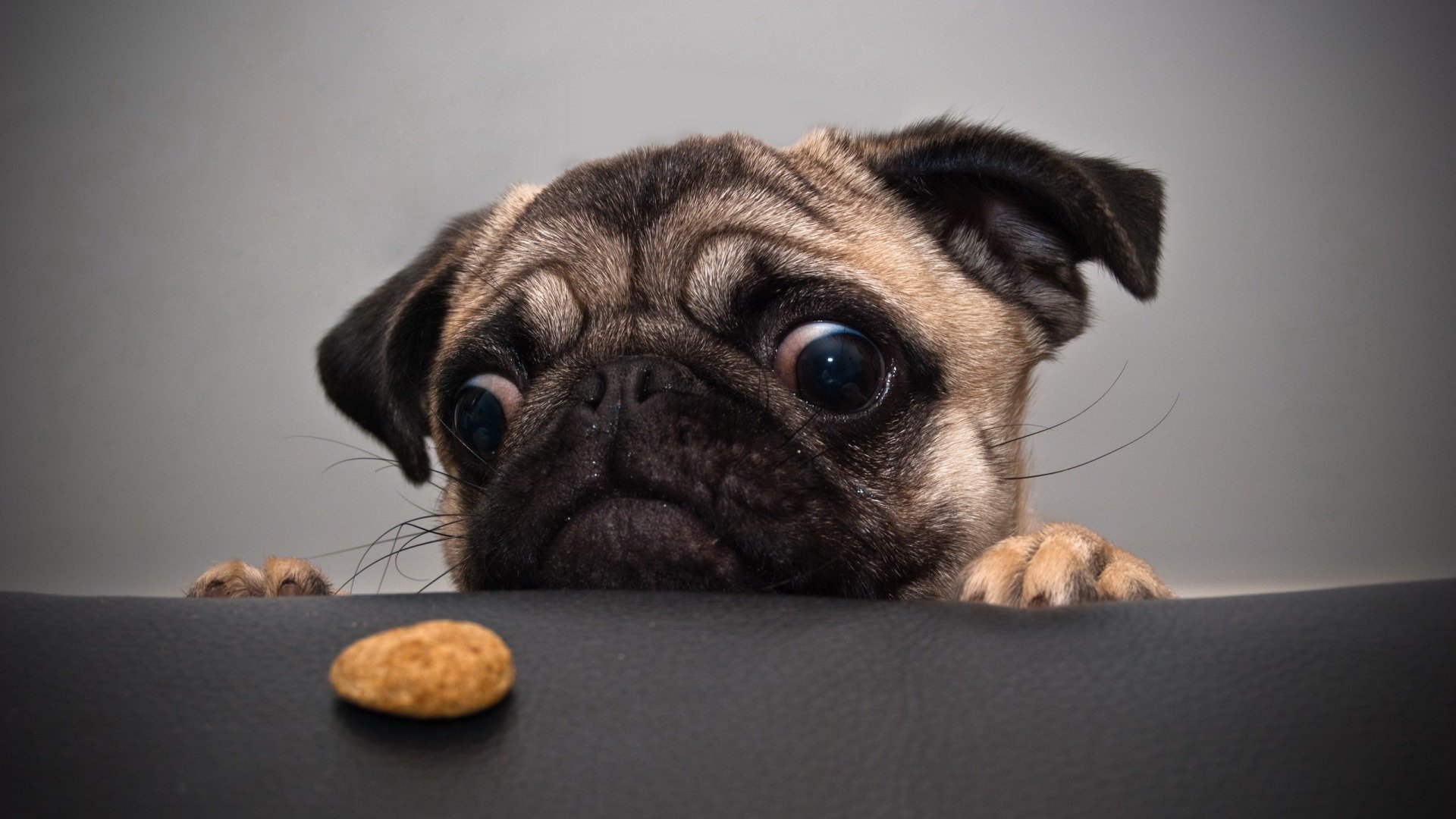 perro pug galleta