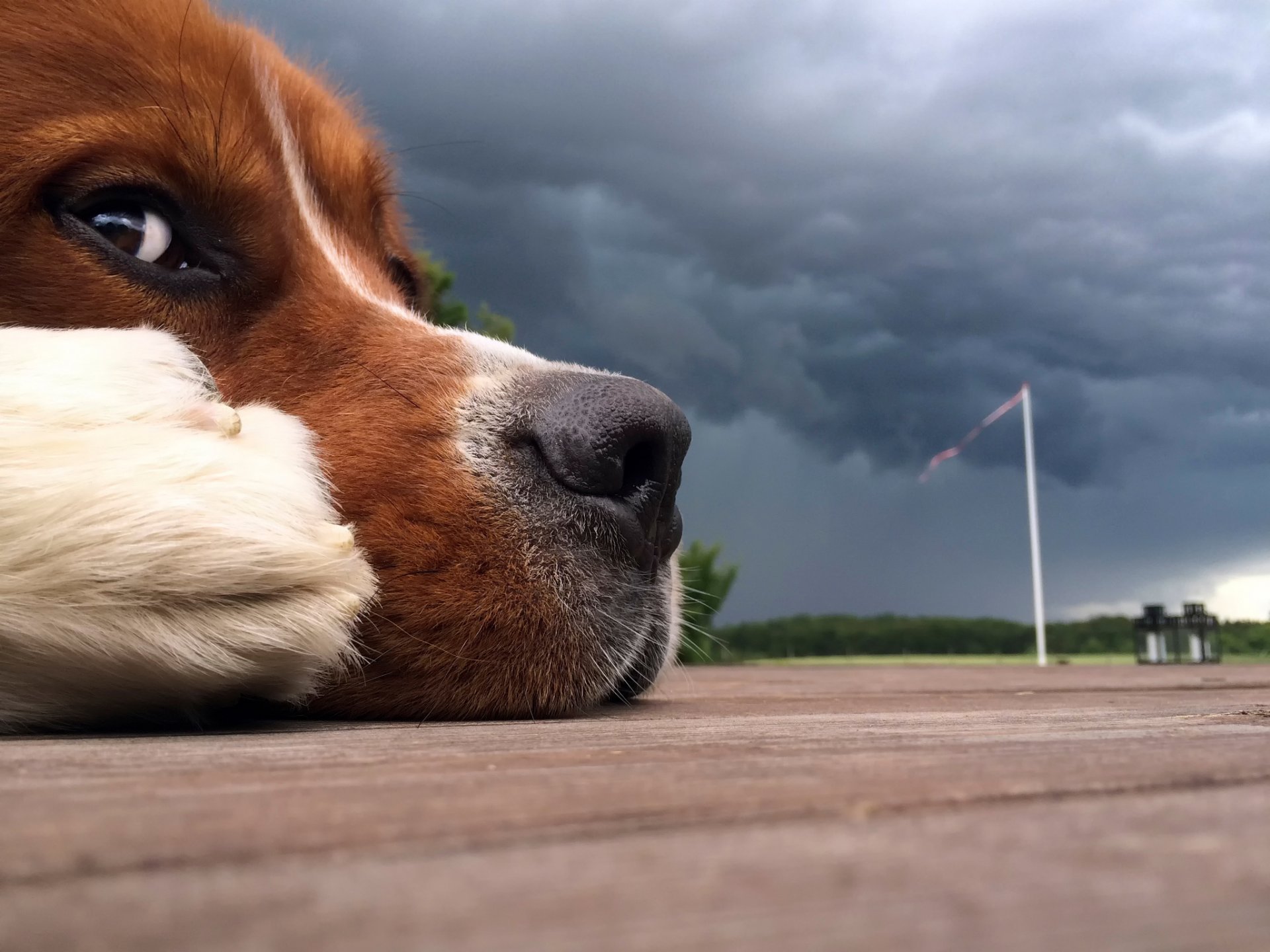 amigo nariz tormenta