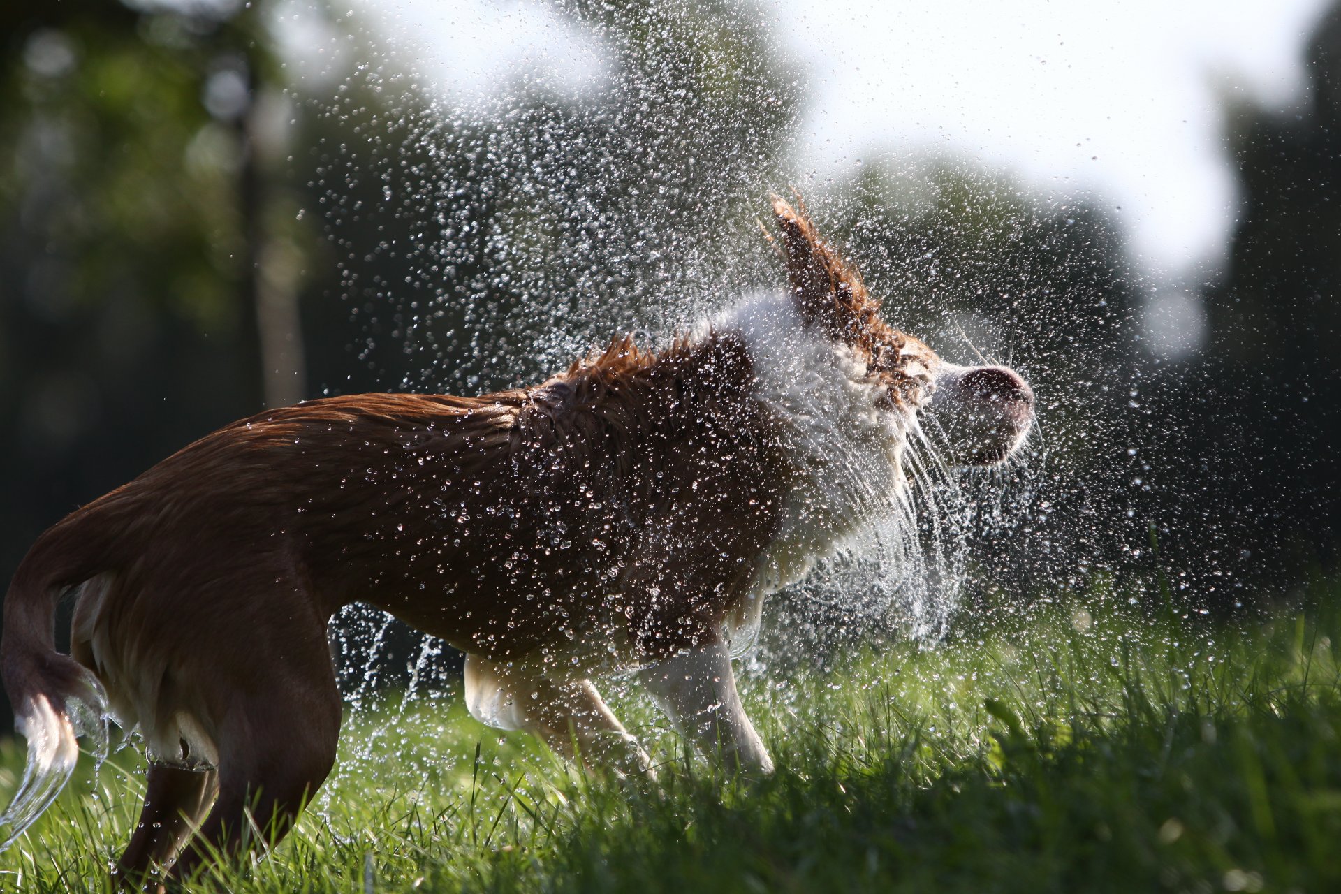 perro squirting