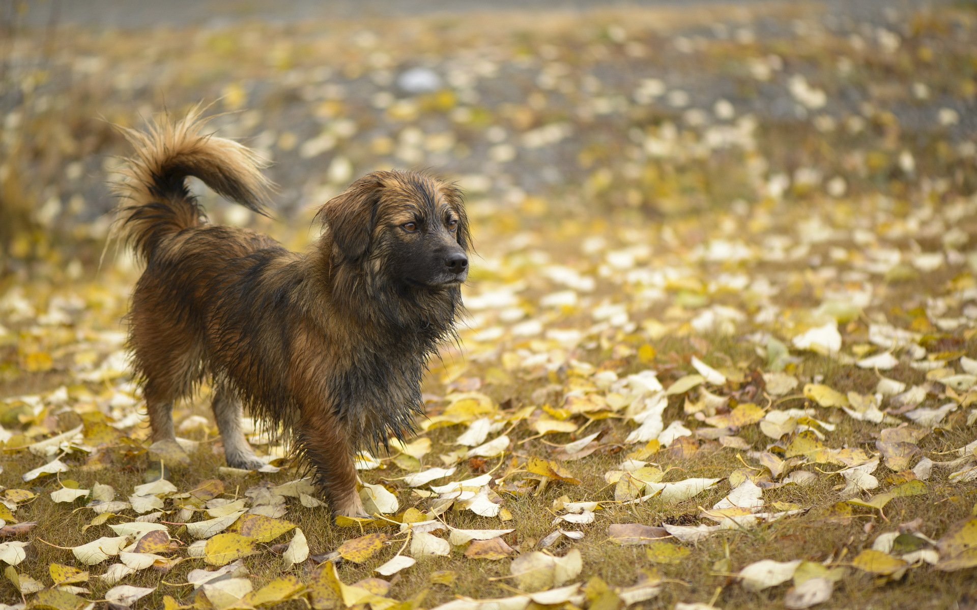 cane amico autunno