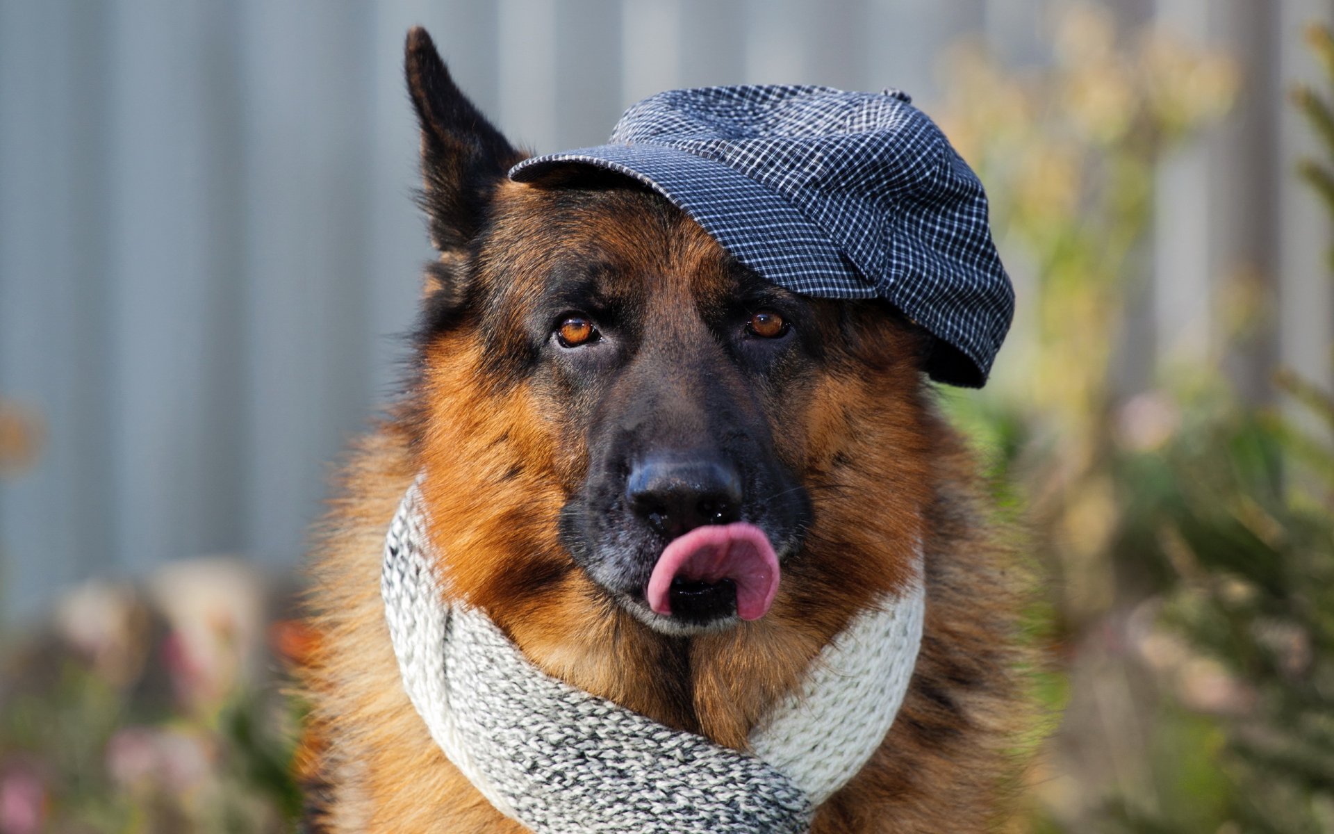 alemán perro pastor gorra bufanda lengua hocico