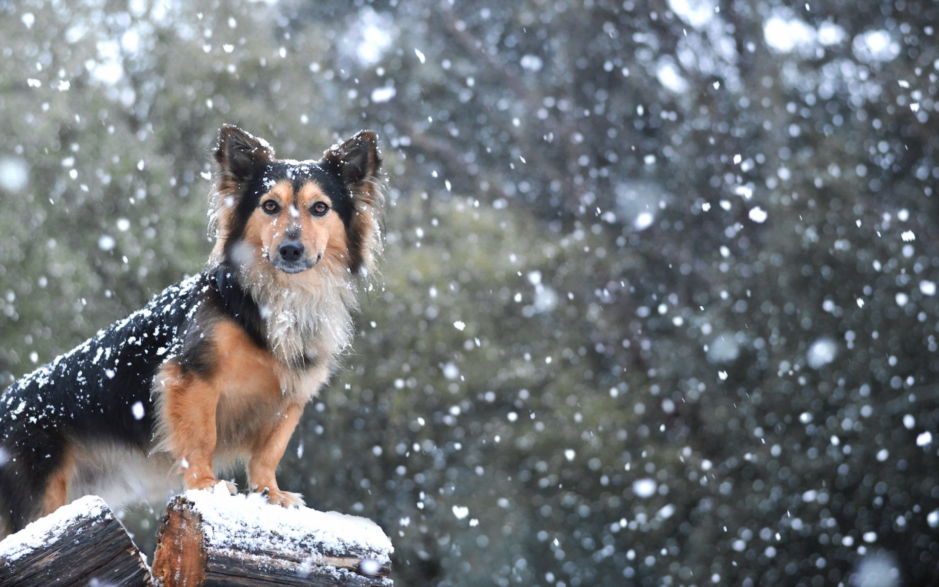 cane sguardo amico neve