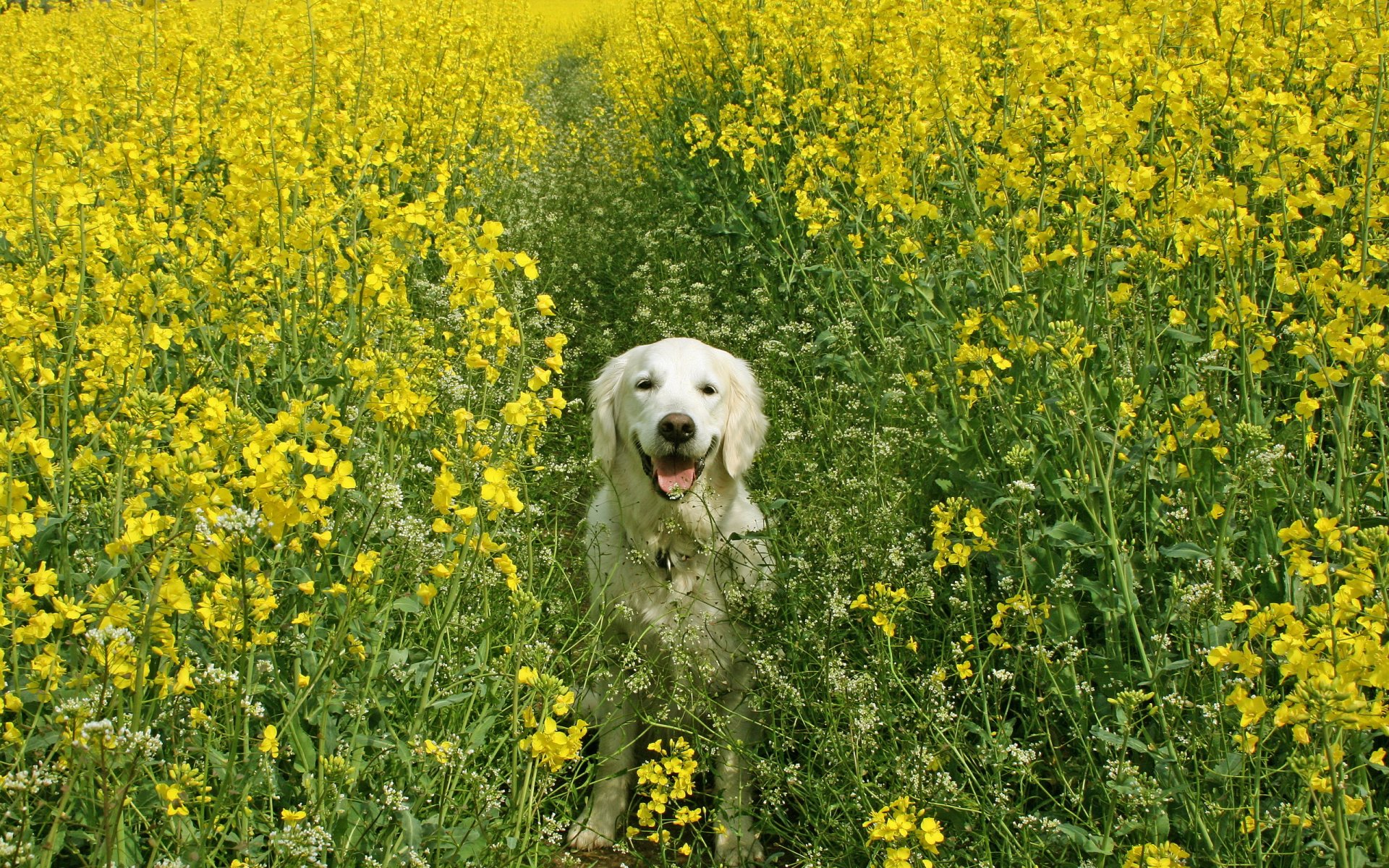 dog the field summer rapeseed