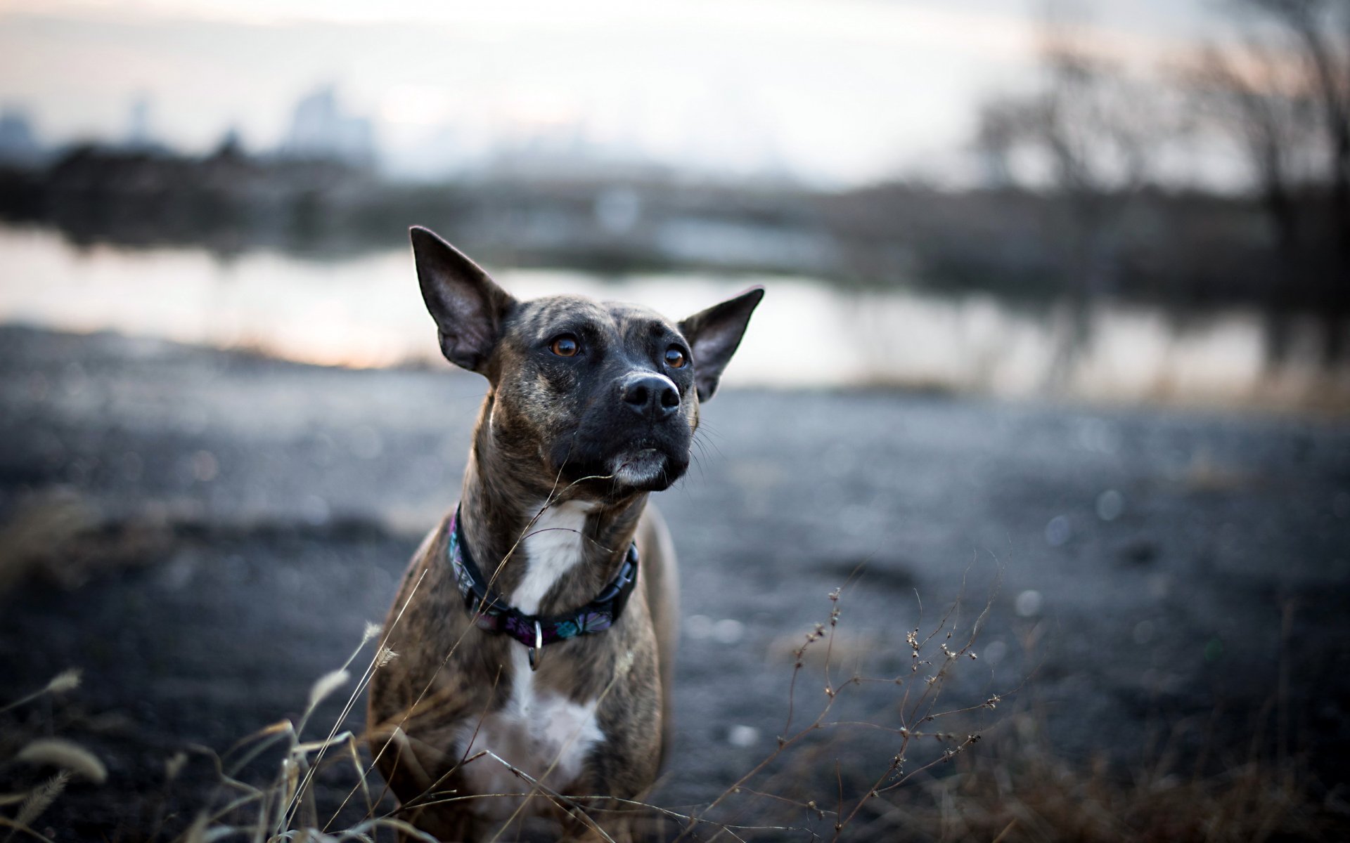 hund blick freund