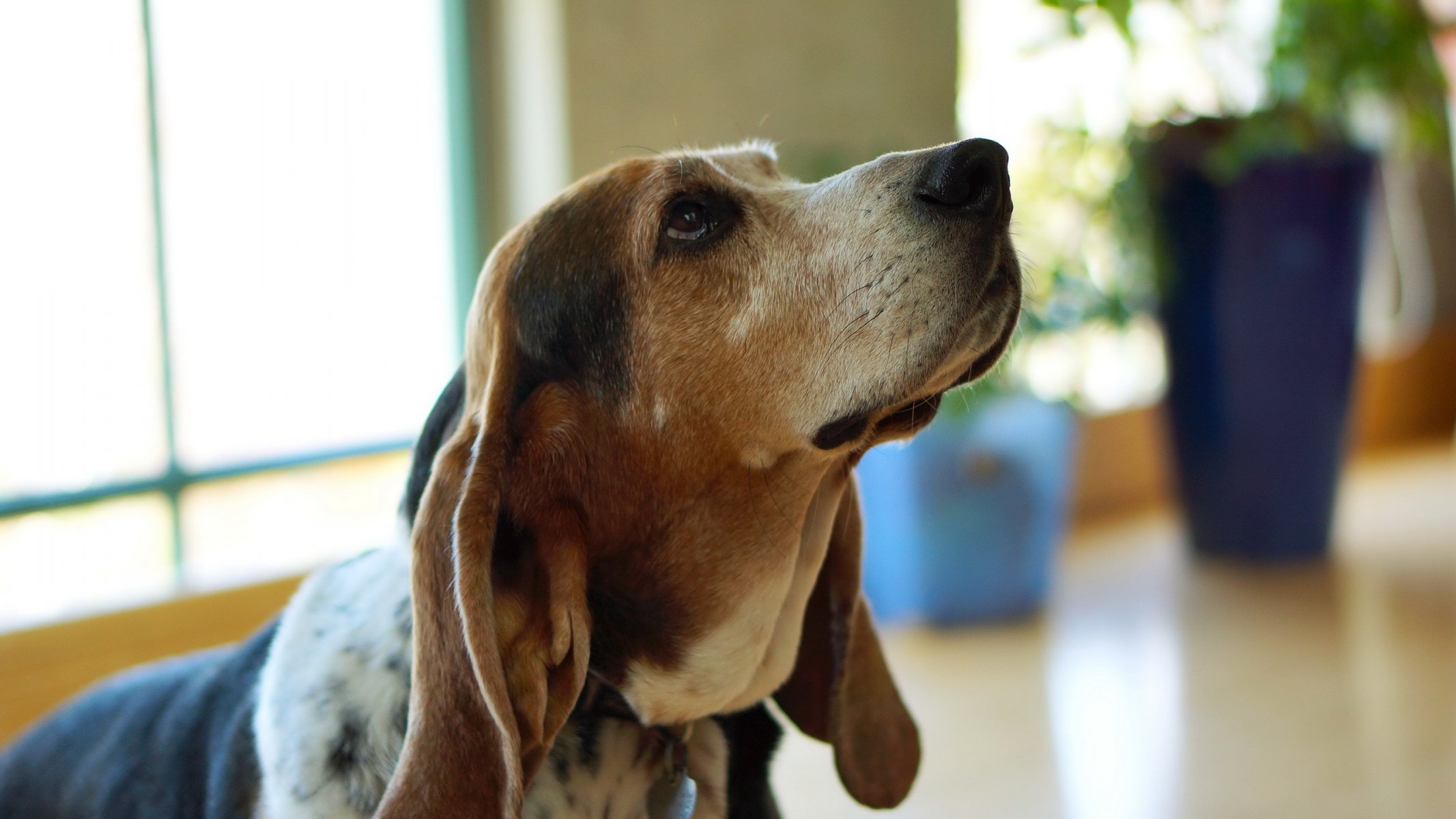 perro mirada amigo basset