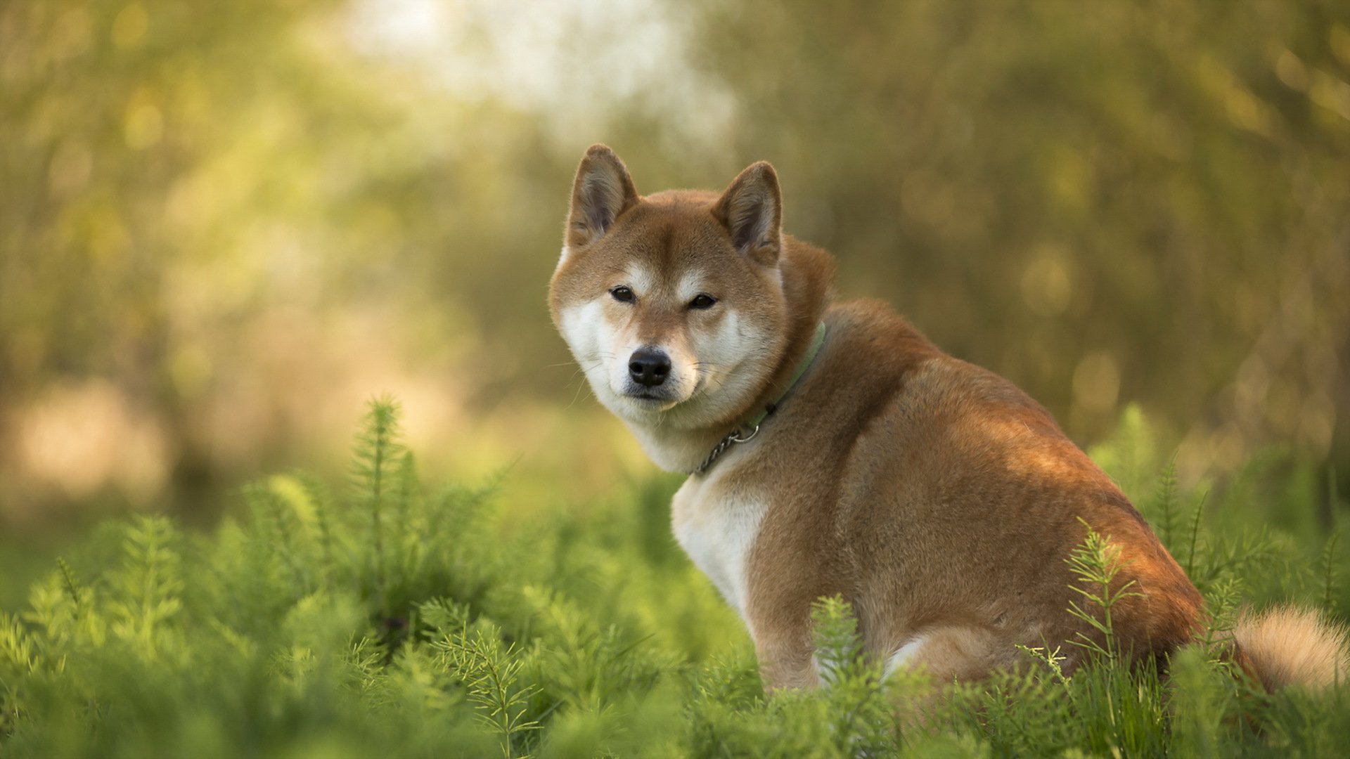 hund blick freund